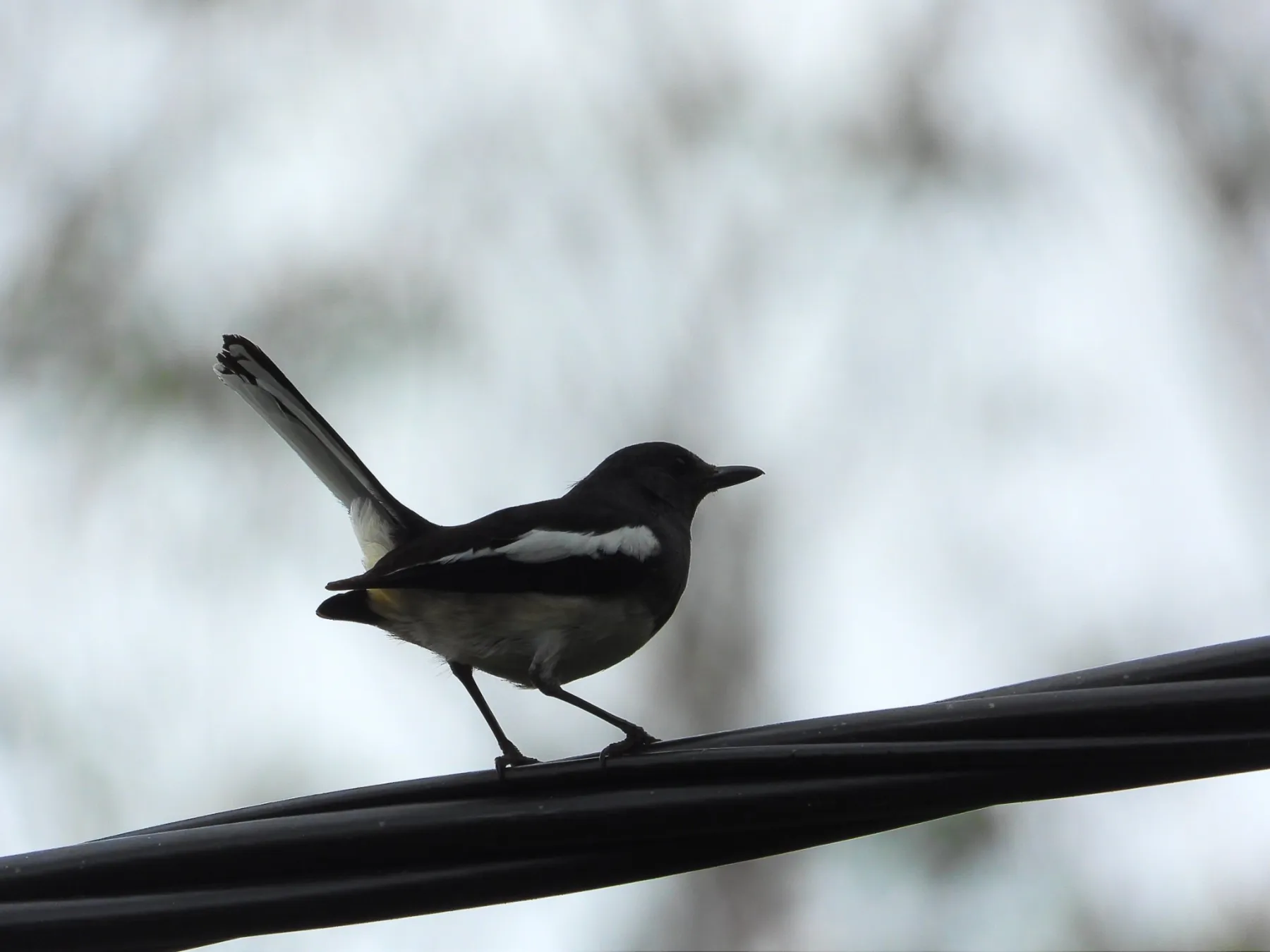 Gespotte Dayallijster