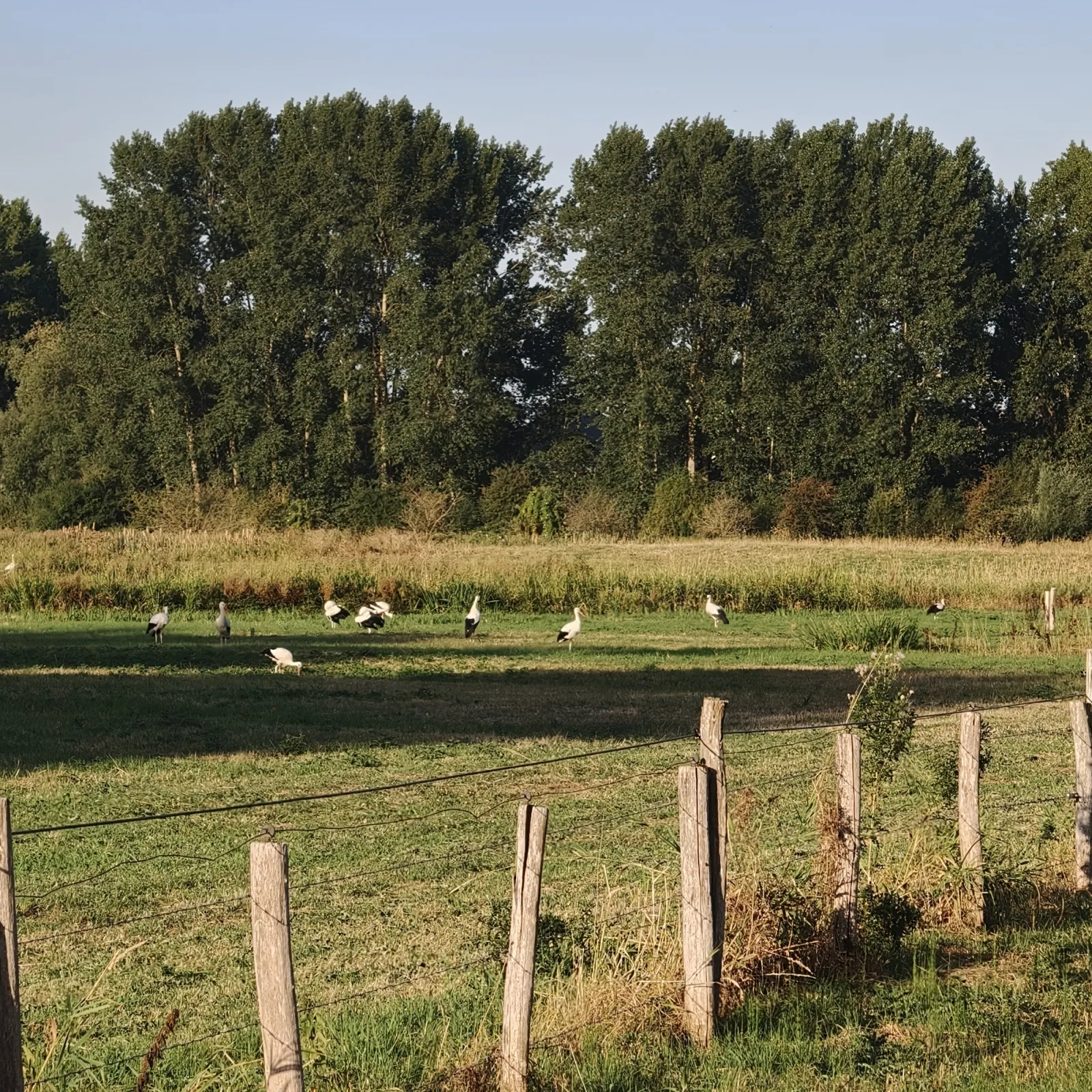 Waargenomen Ooievaar