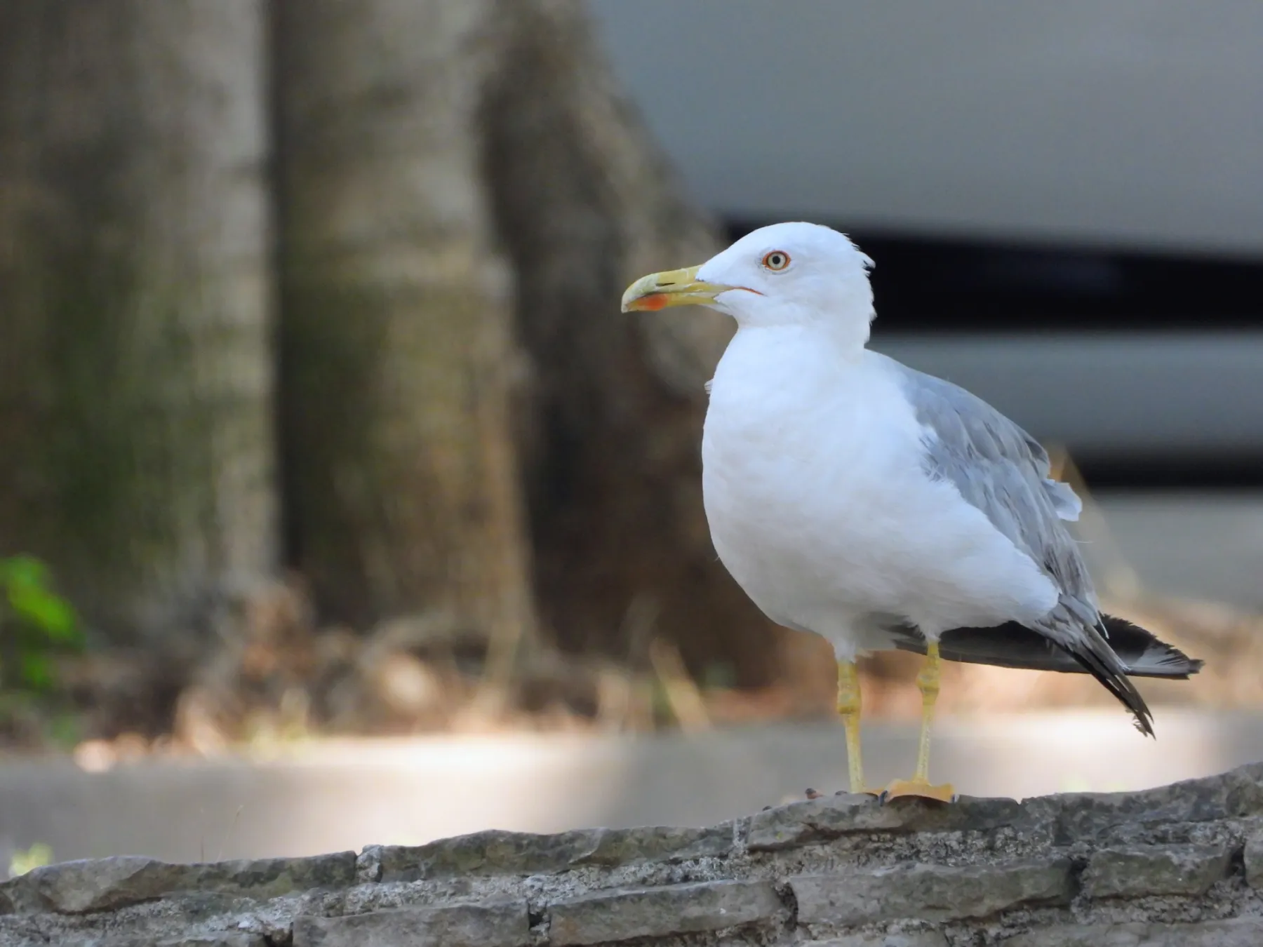 Waargenomen Geelpootmeeuw