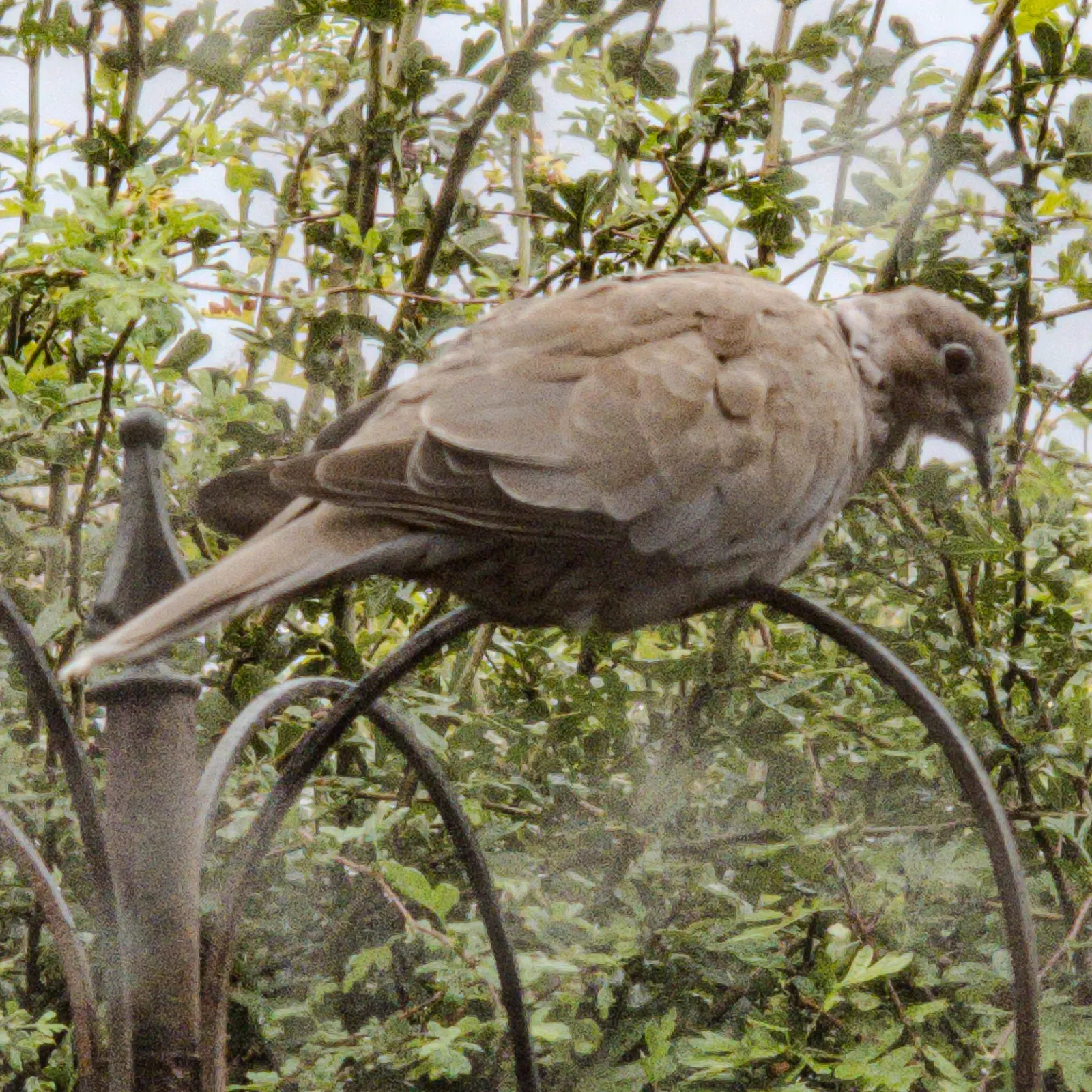 Spotted Eurasian Collared-Dove
