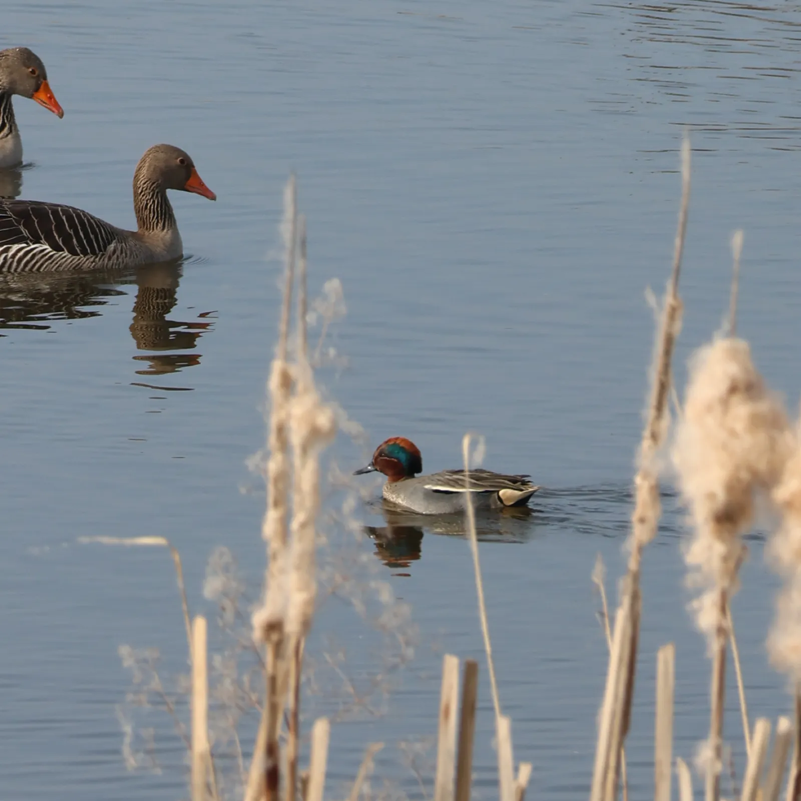 Gespotte Wintertaling