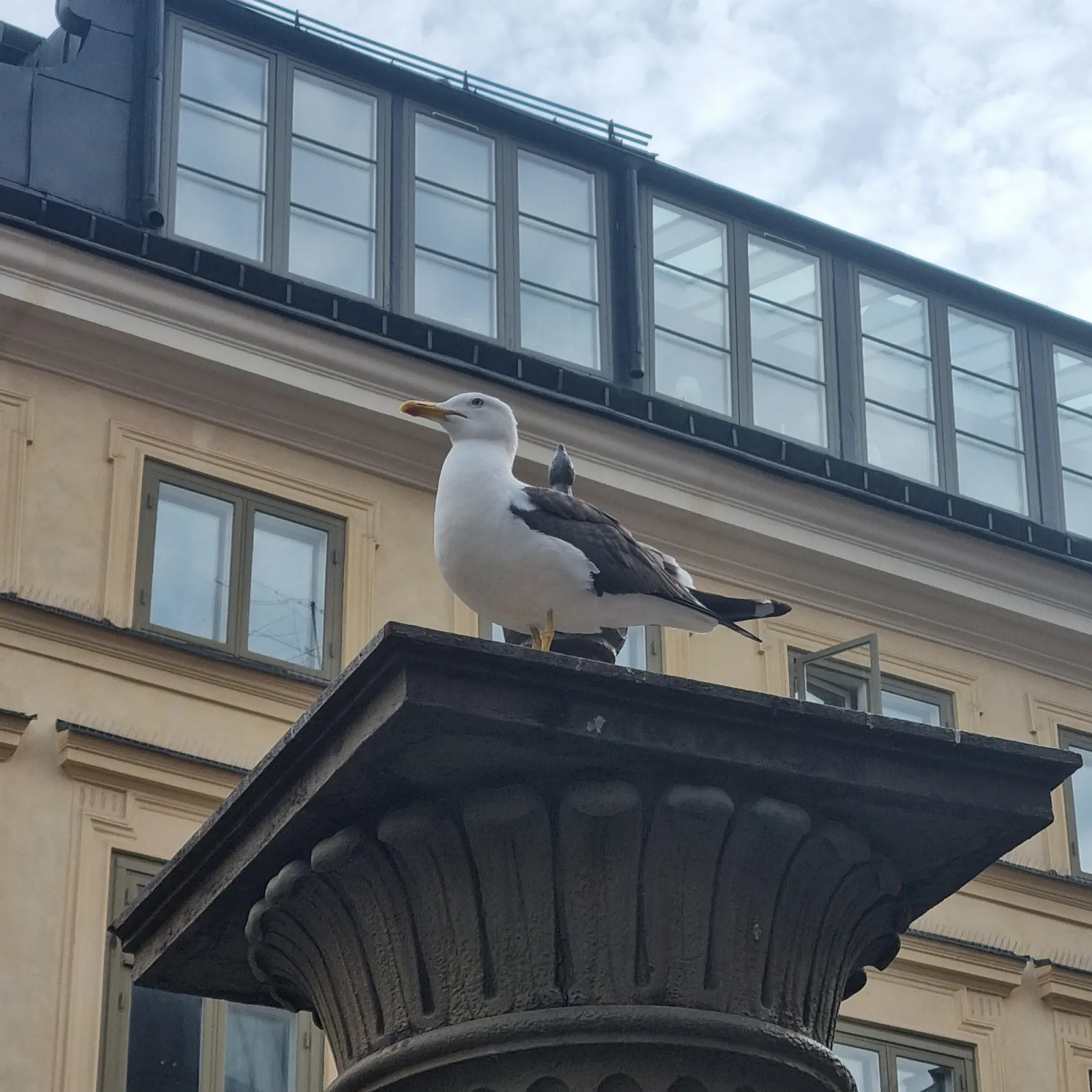 Spotted Lesser Black-backed Gull