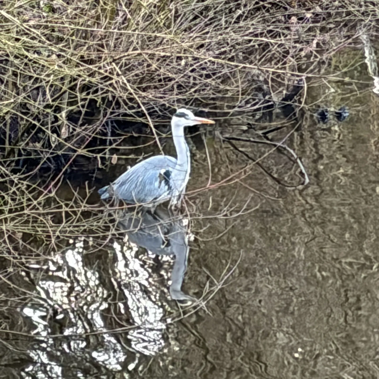 Gespotte Blauwe reiger