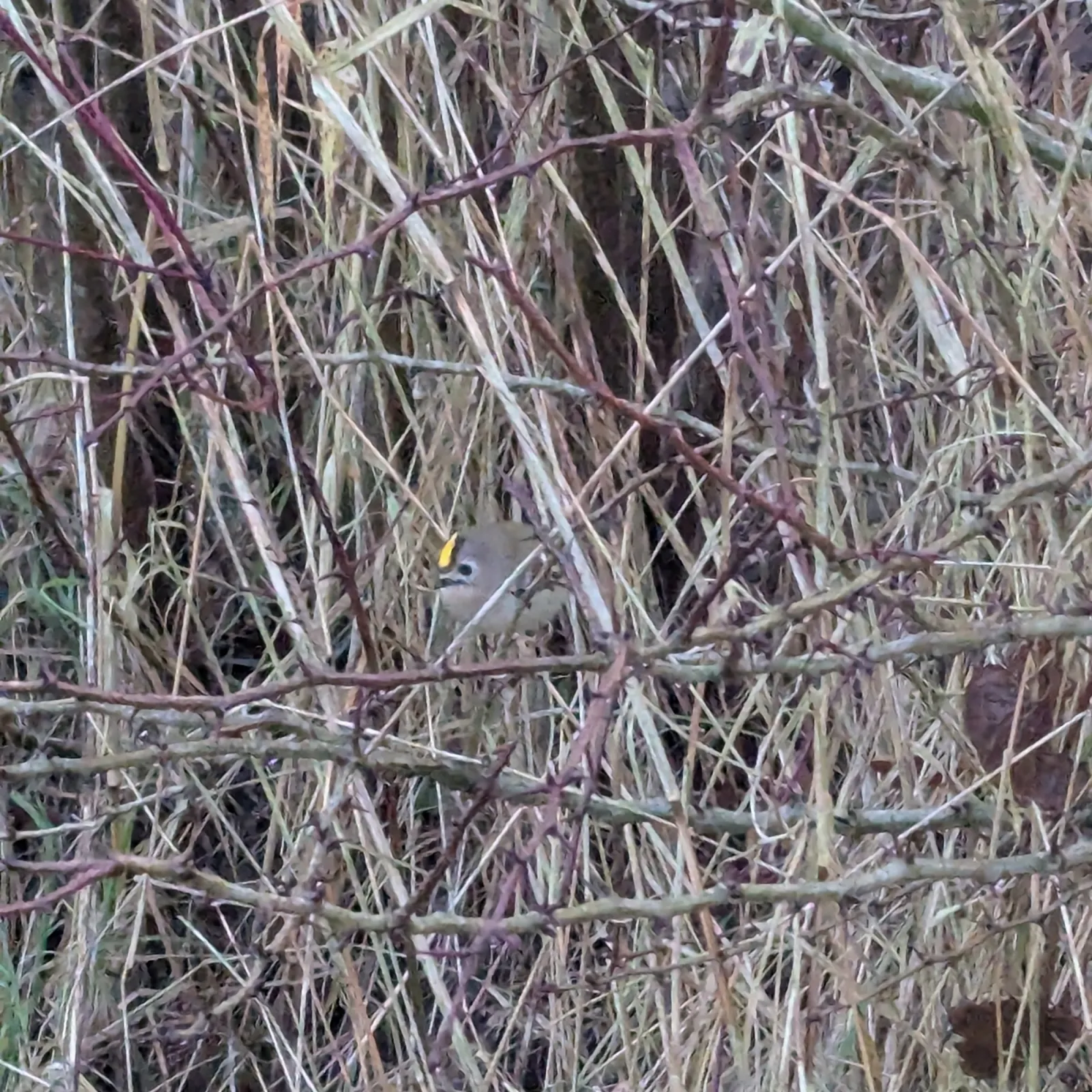 Gespotte Vuurgoudhaan