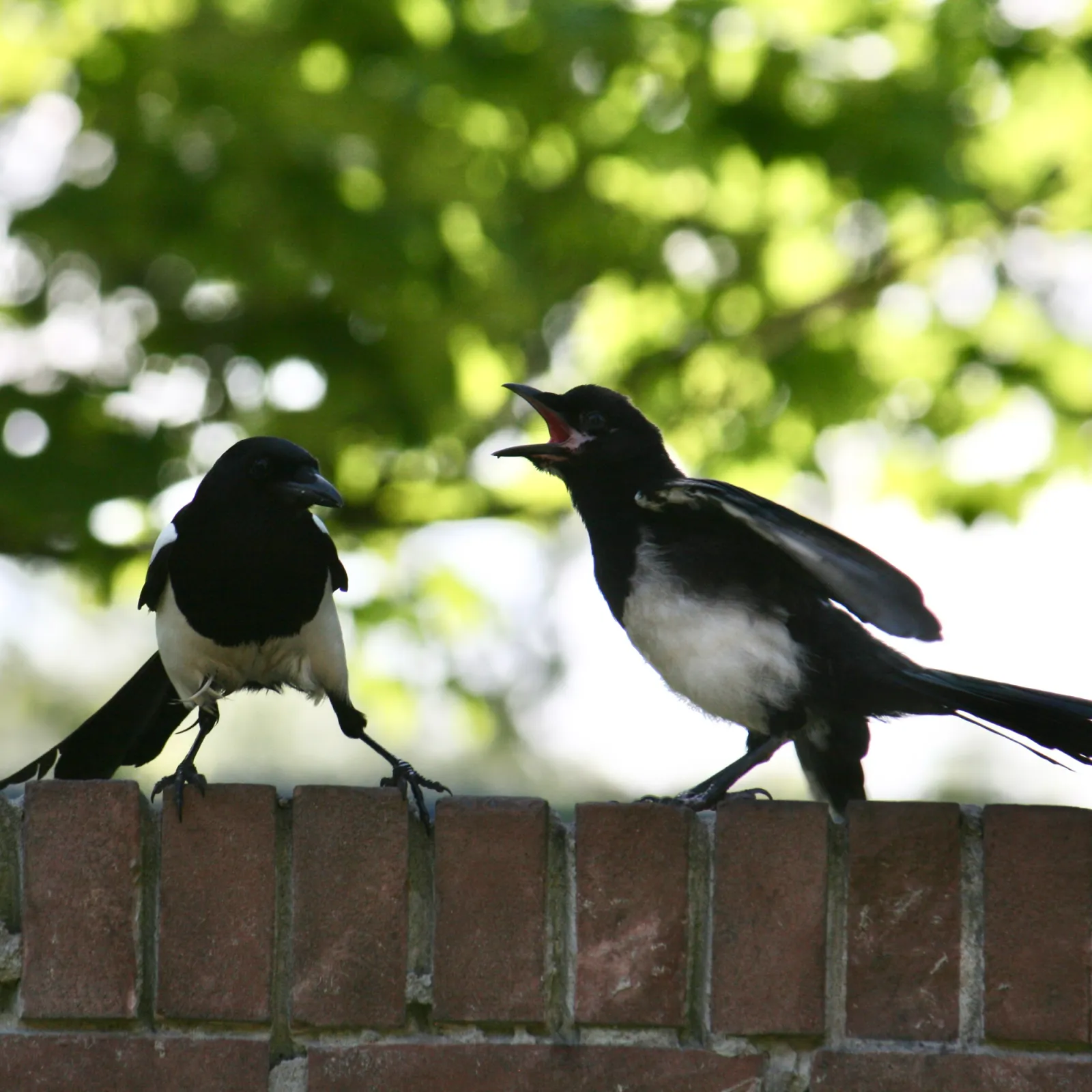 Spotted Eurasian Magpie