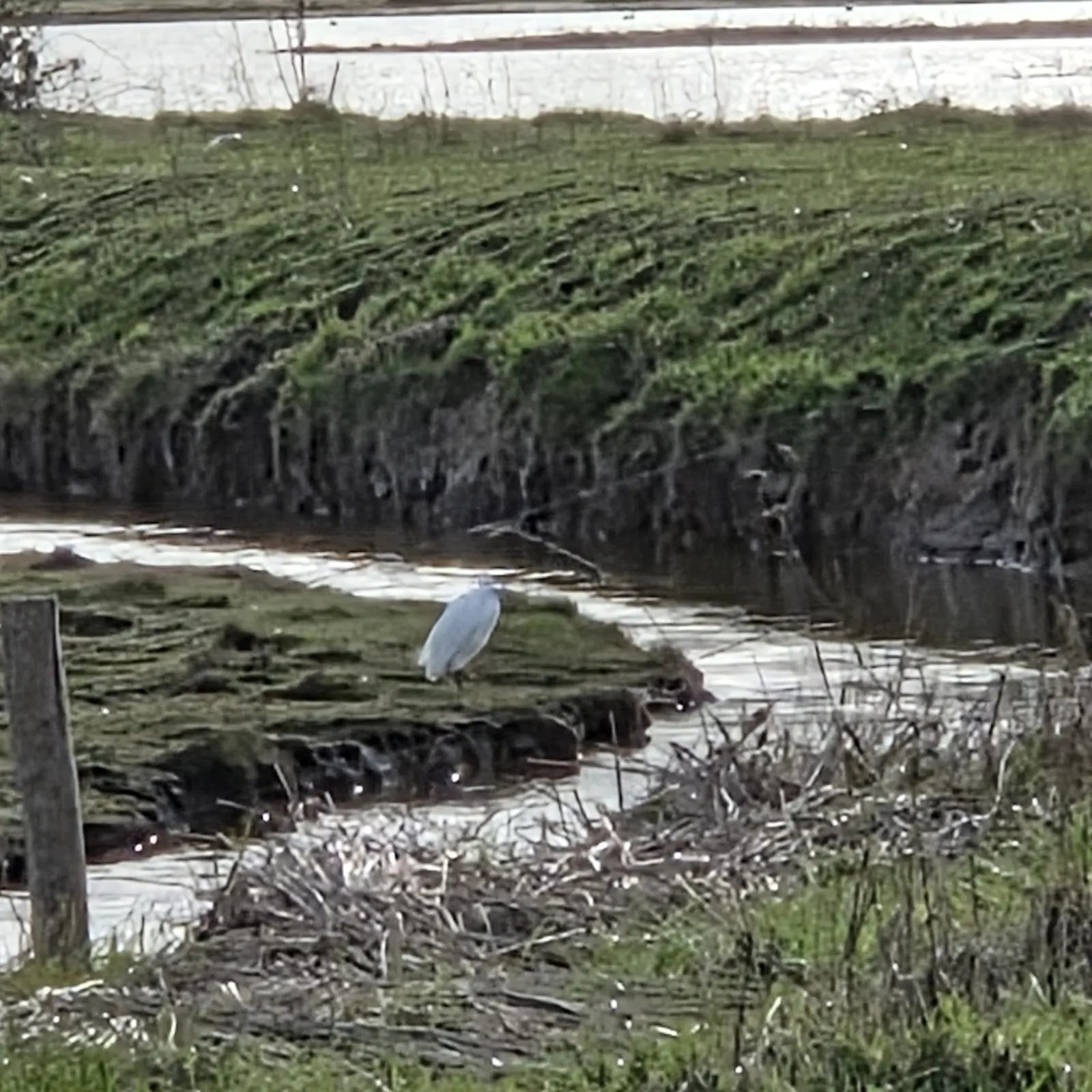 Gespotte Kleine zilverreiger