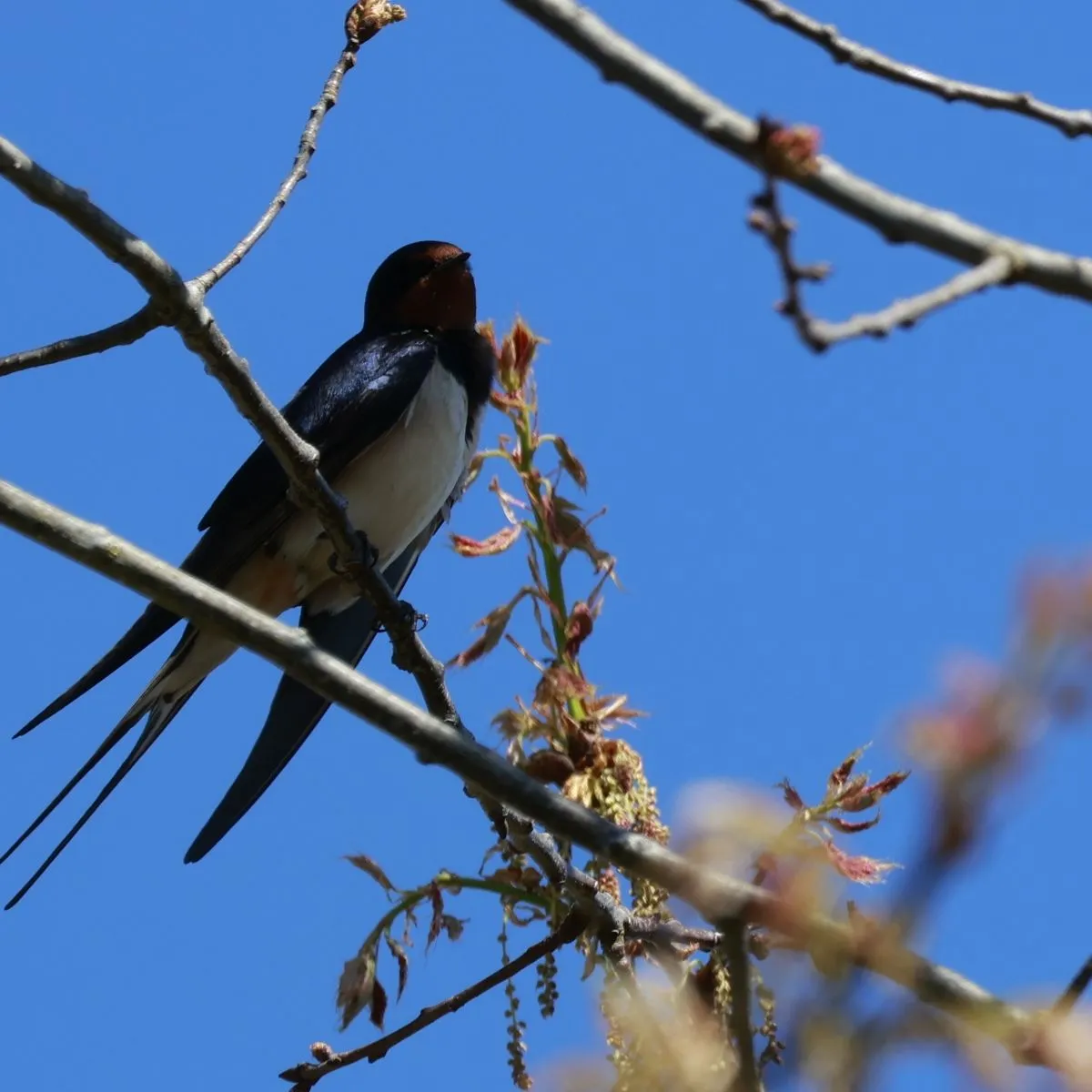 Gespotte Boerenzwaluw