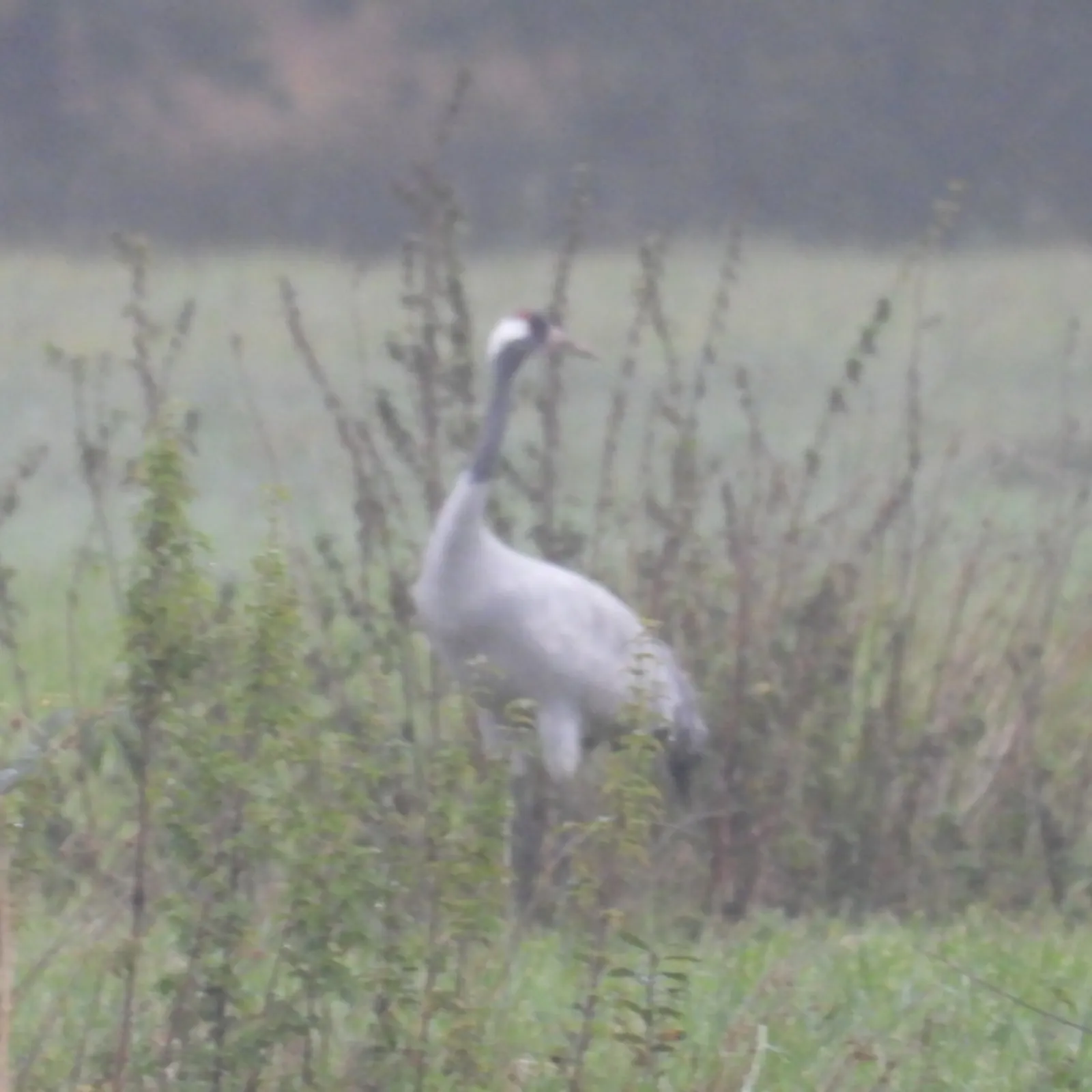Waargenomen Kraanvogel