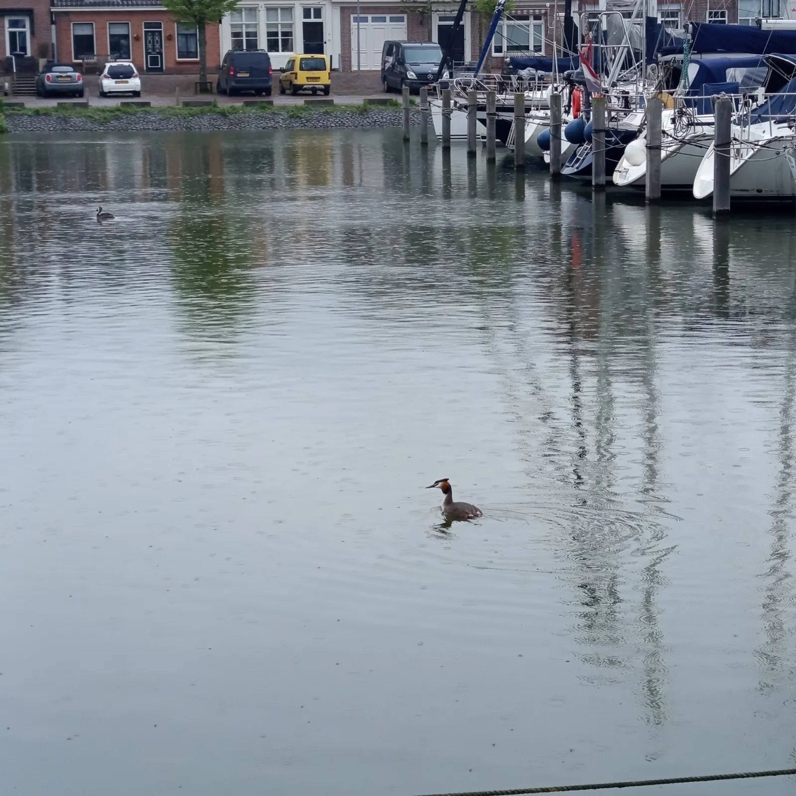 Spotted Great Crested Grebe