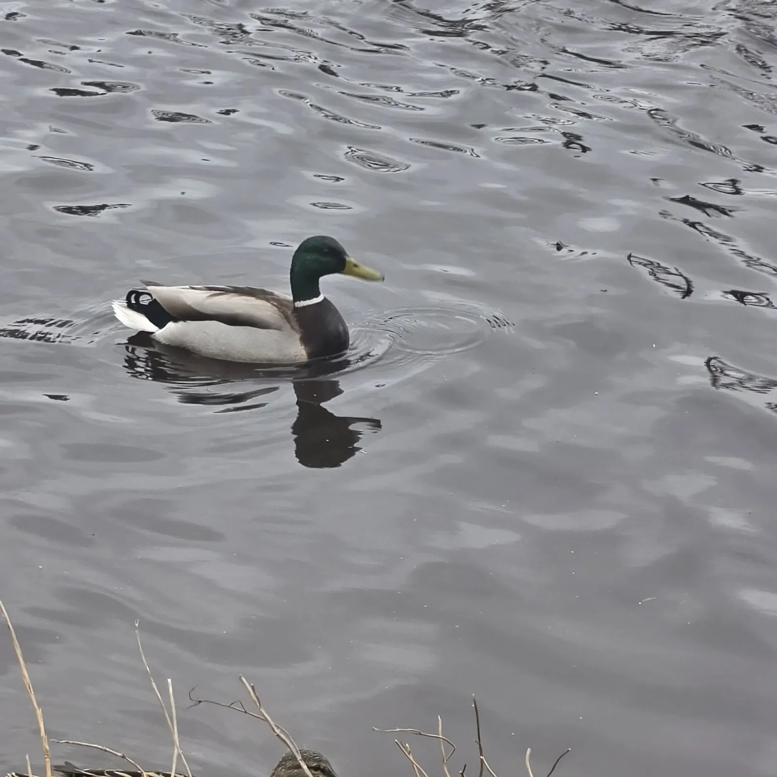 Spotted Mallard