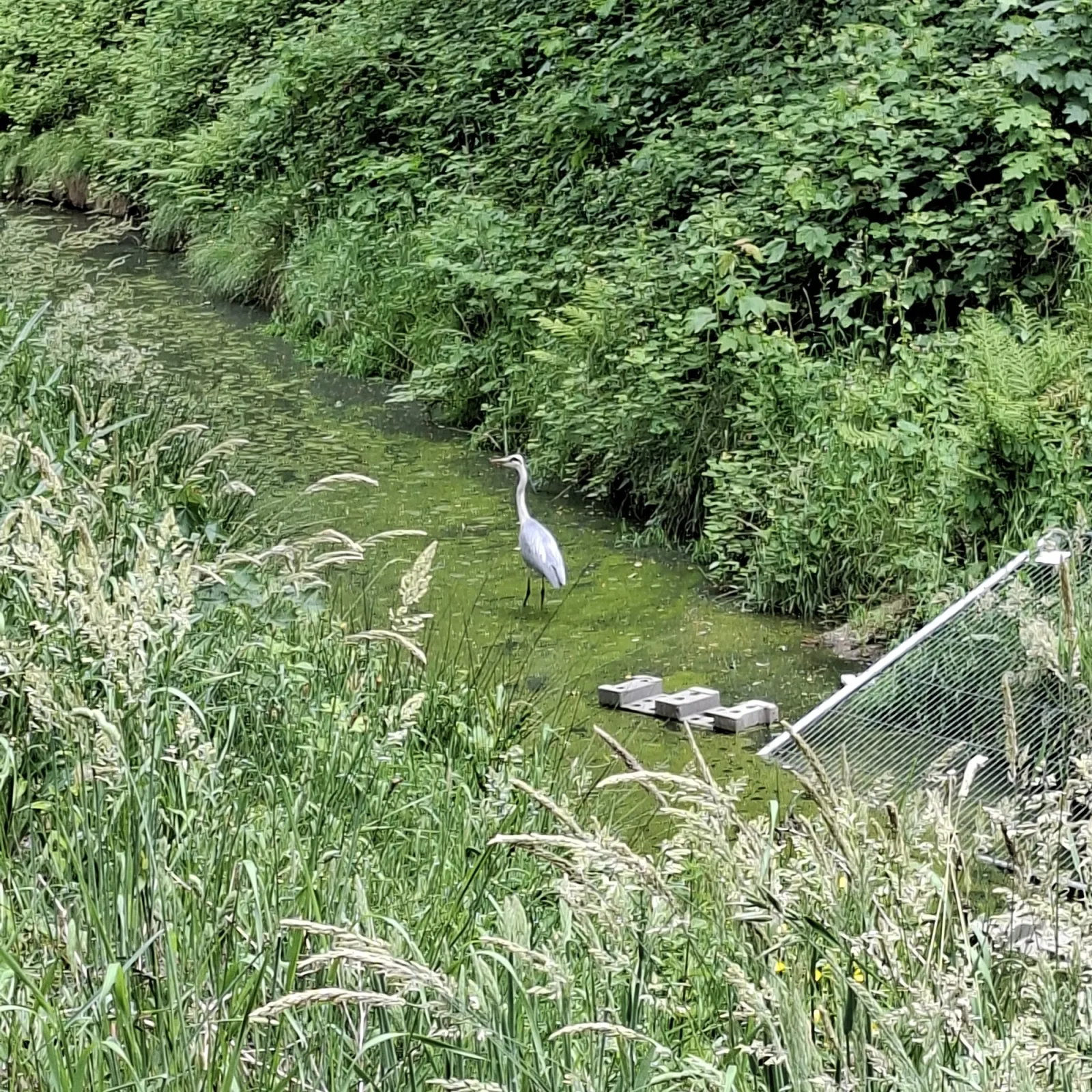 Waargenomen Blauwe reiger