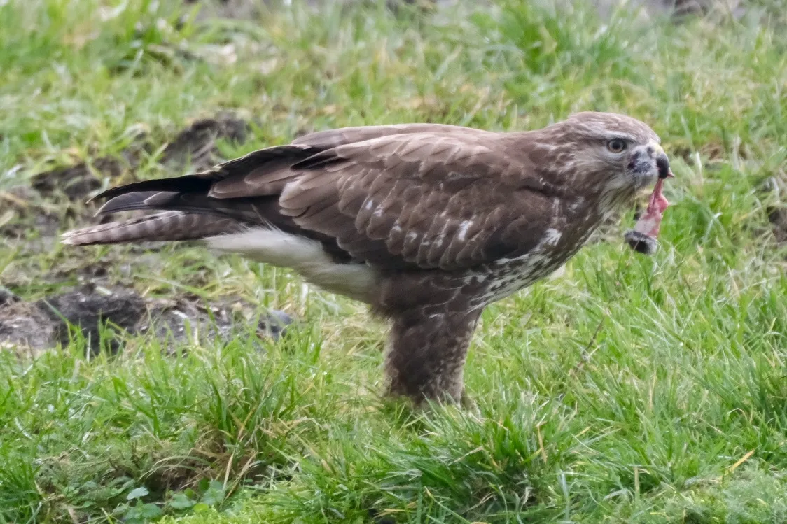 Gespotte Buizerd