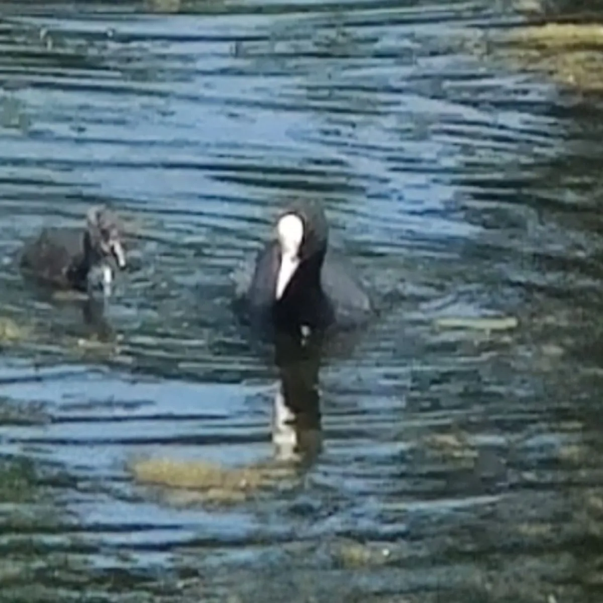 Waargenomen Meerkoet