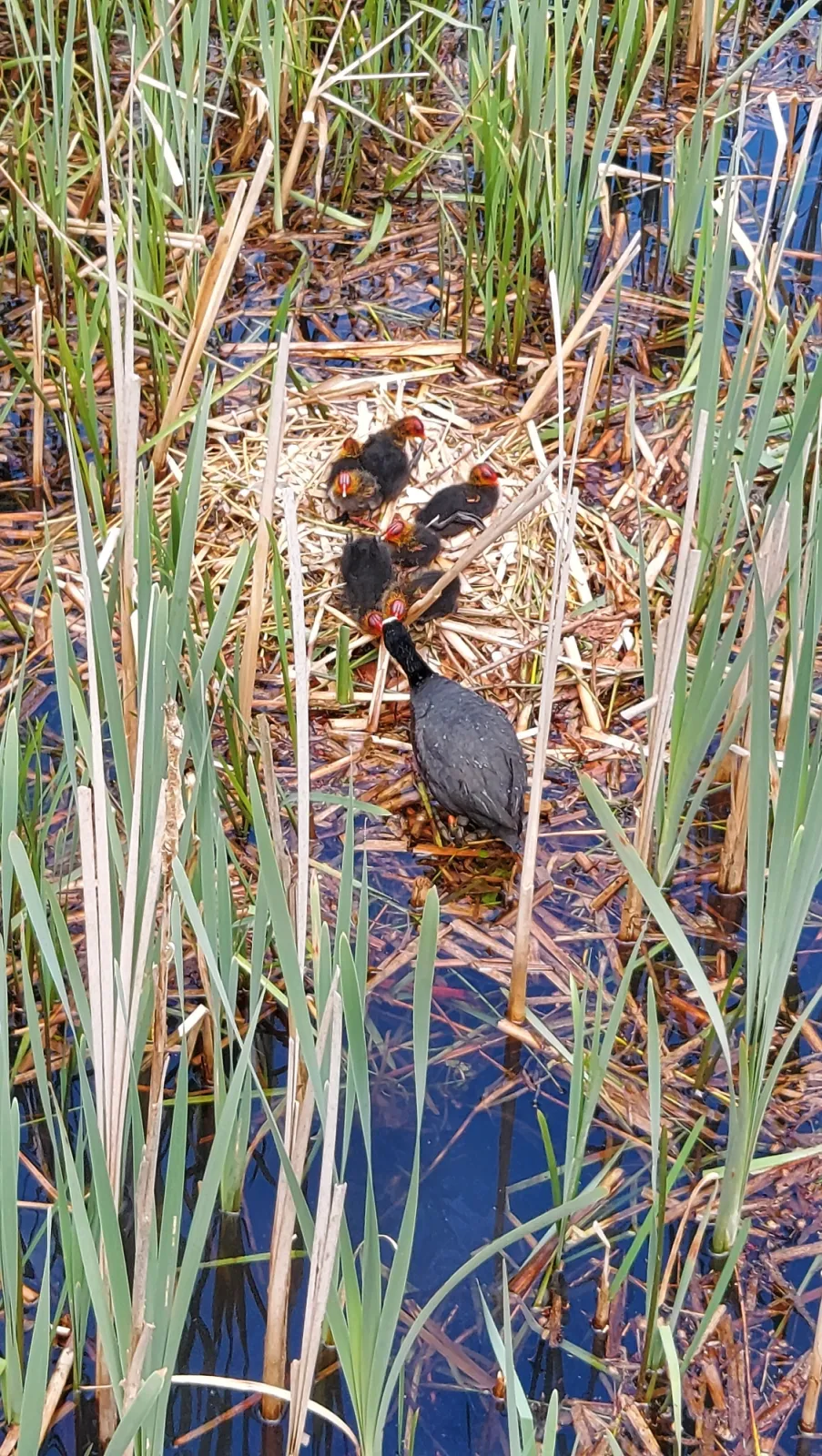 Waargenomen Meerkoet