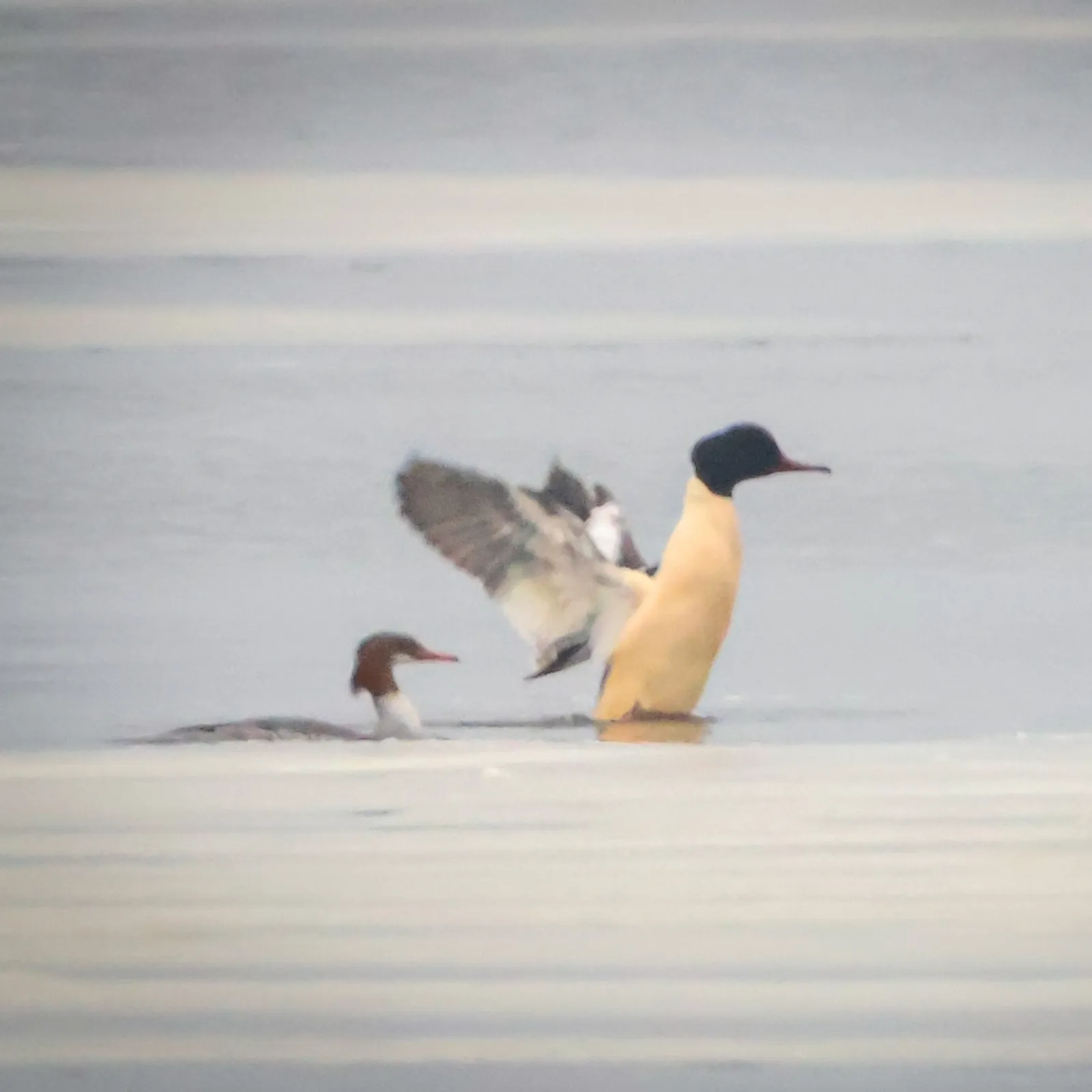 Gespotte Grote zaagbek