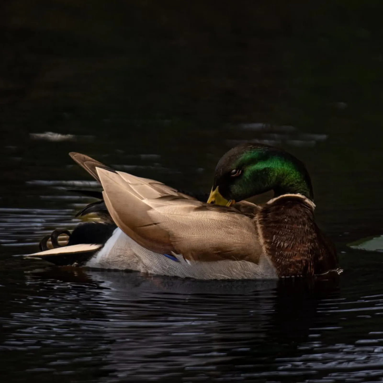 Gespotte Wilde eend