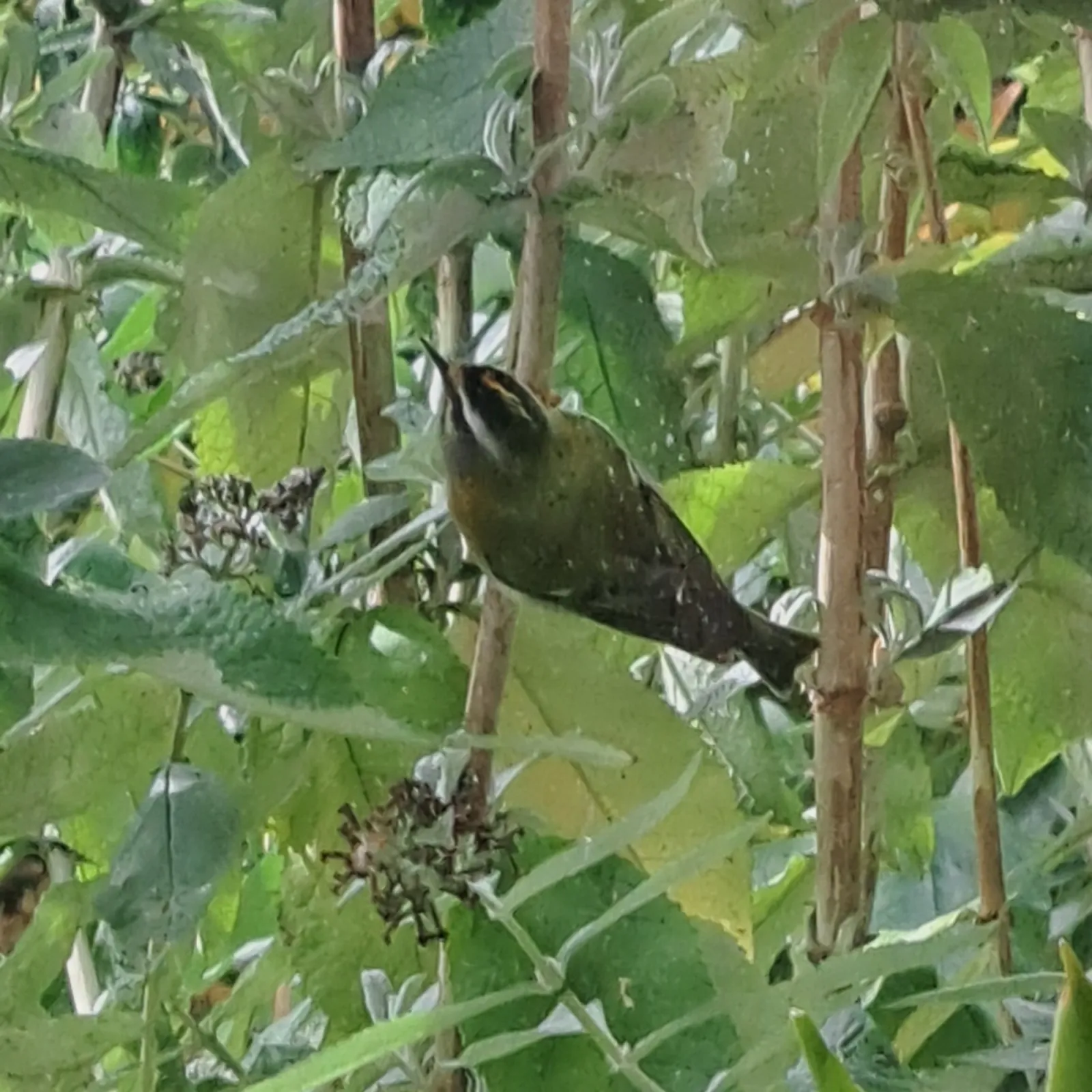 Gespotte Driestreepzanger