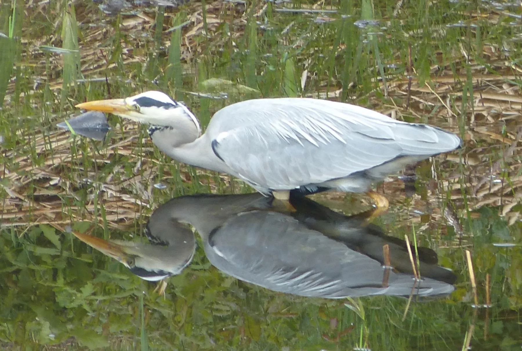 Waargenomen Blauwe reiger