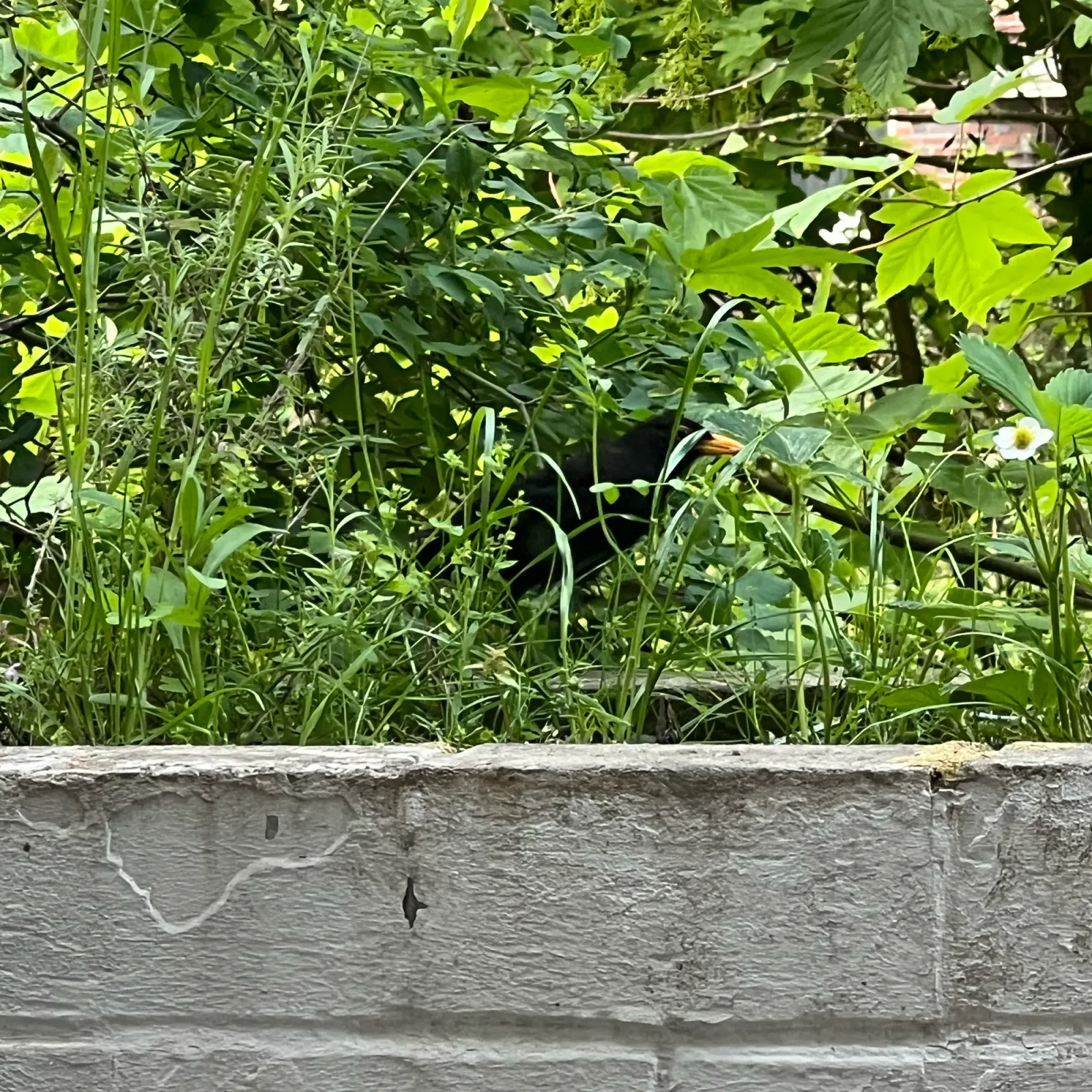 Spotted Eurasian Blackbird