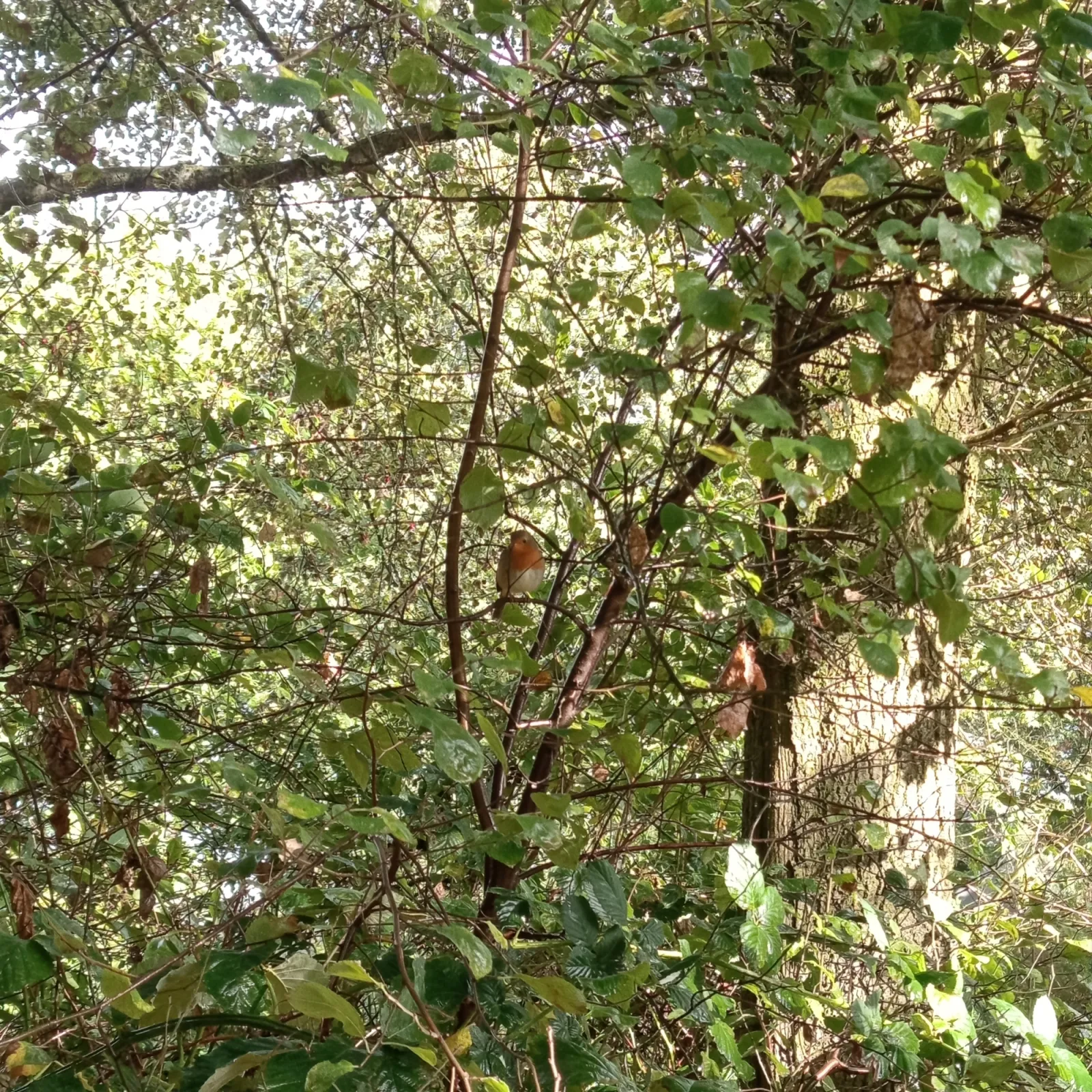 Spotted European Robin