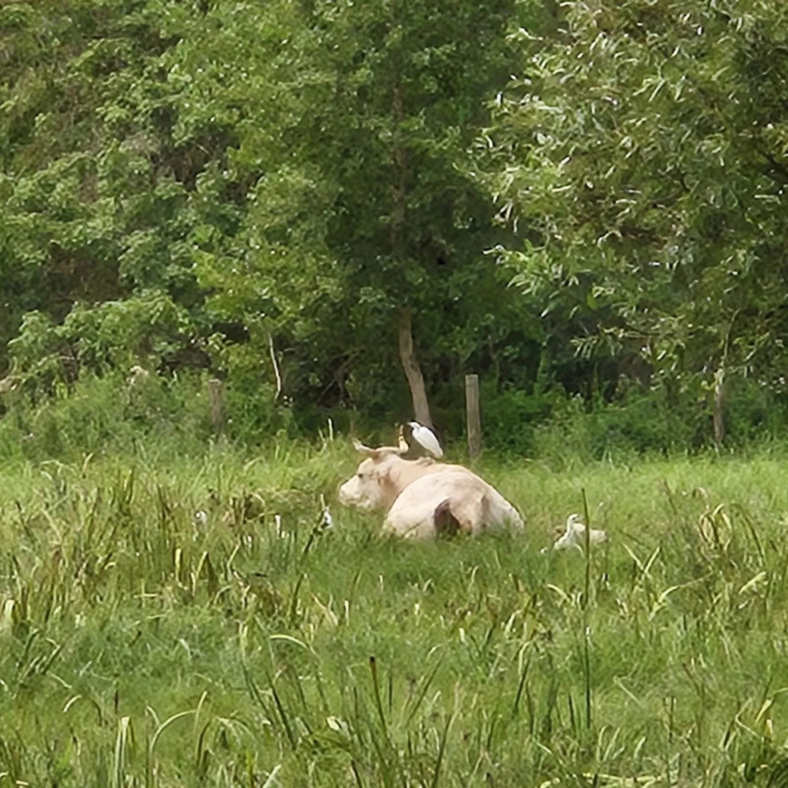 Waargenomen Westelijke koereiger