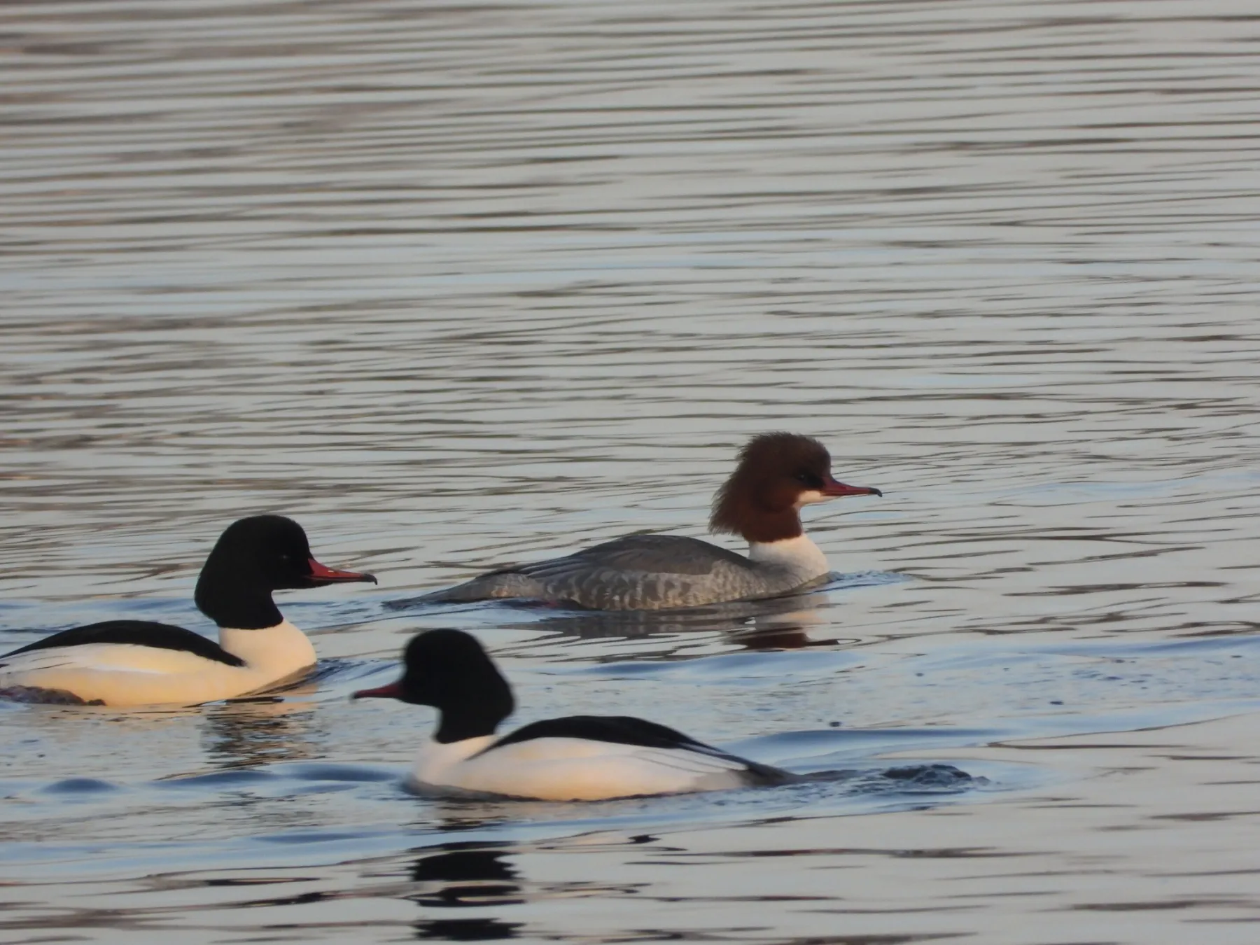 Gespotte Grote zaagbek