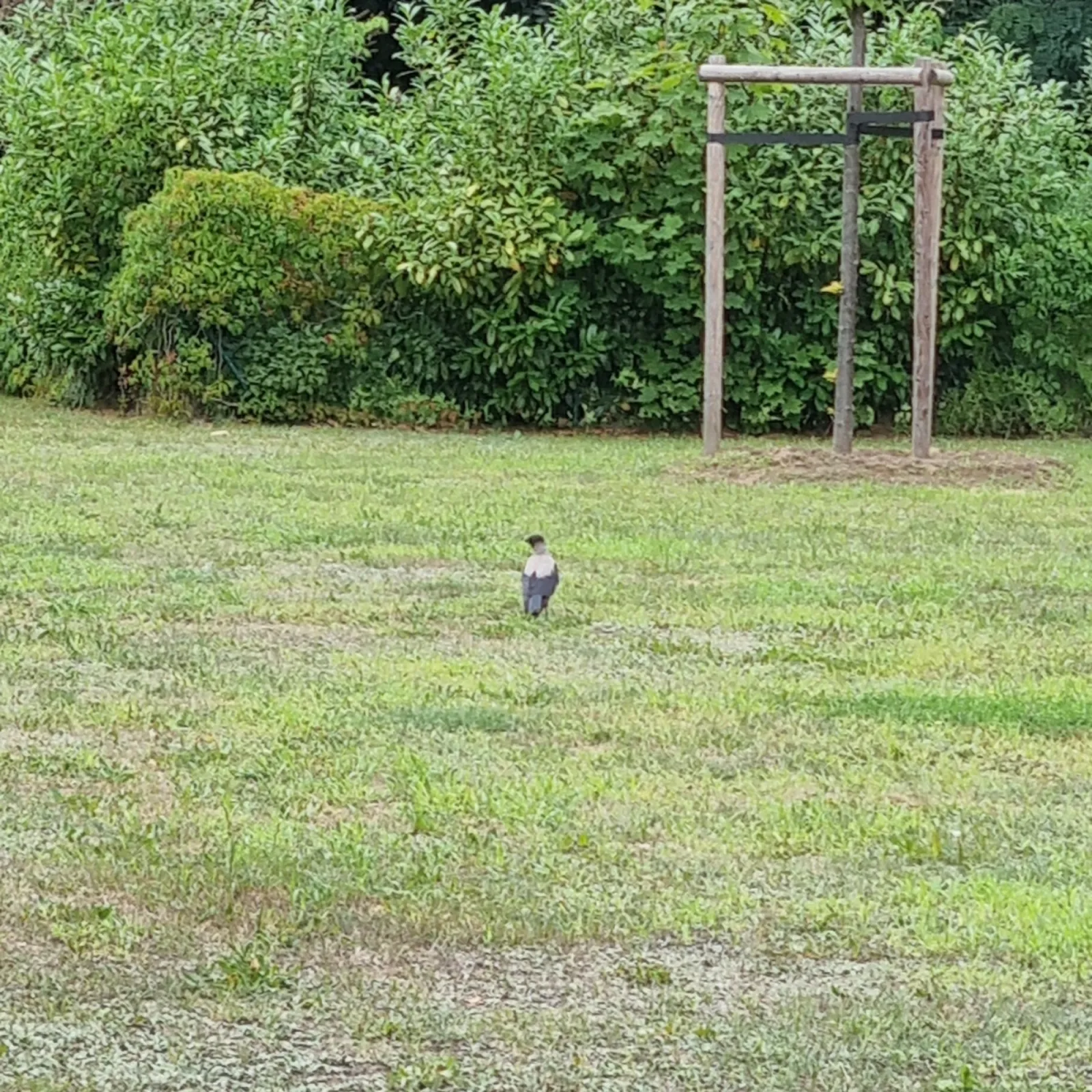 Spotted Hooded Crow