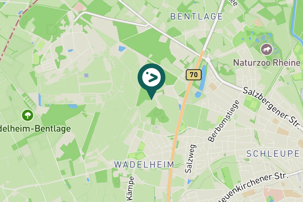 Spotted Western Yellow Wagtail