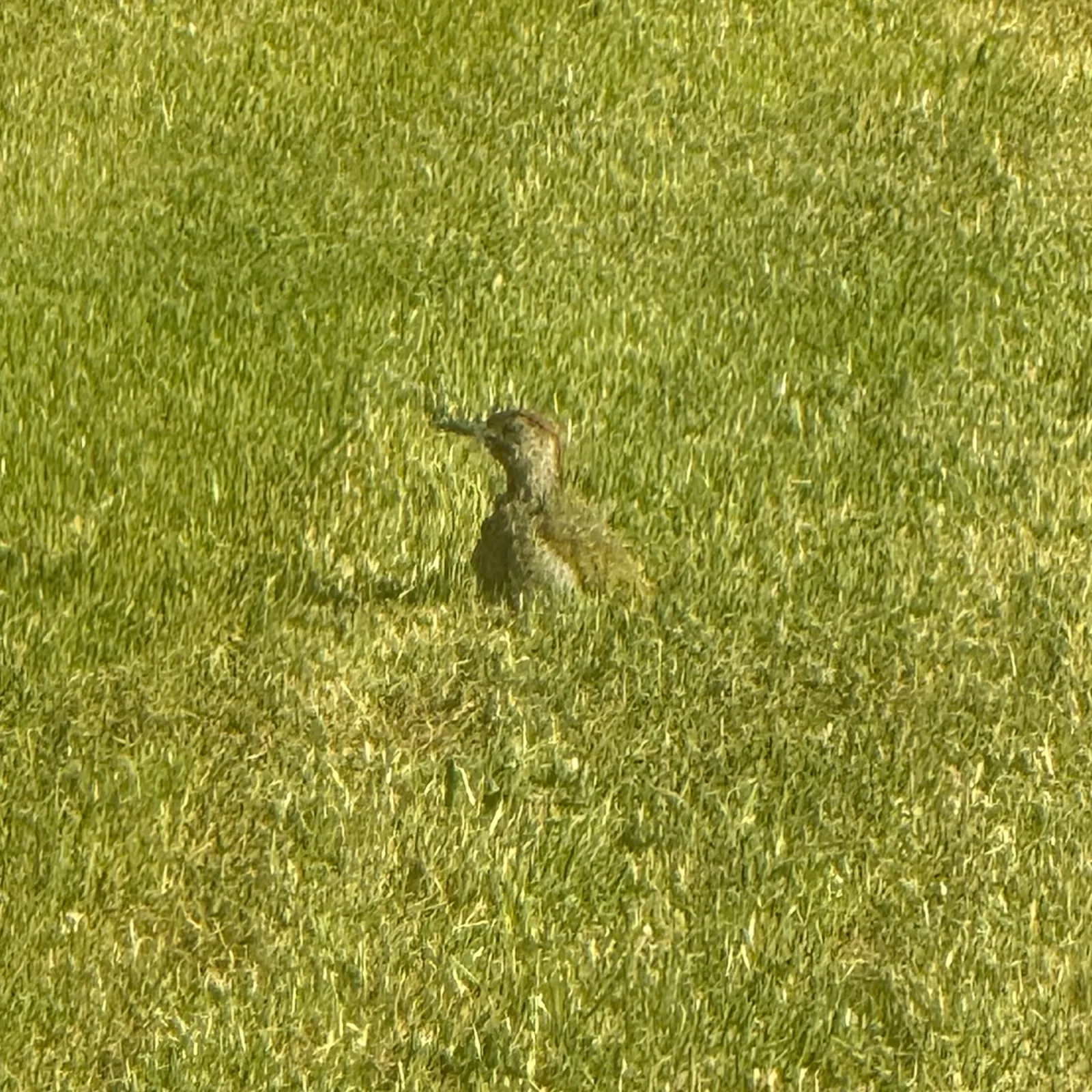 Spotted Eurasian Green Woodpecker