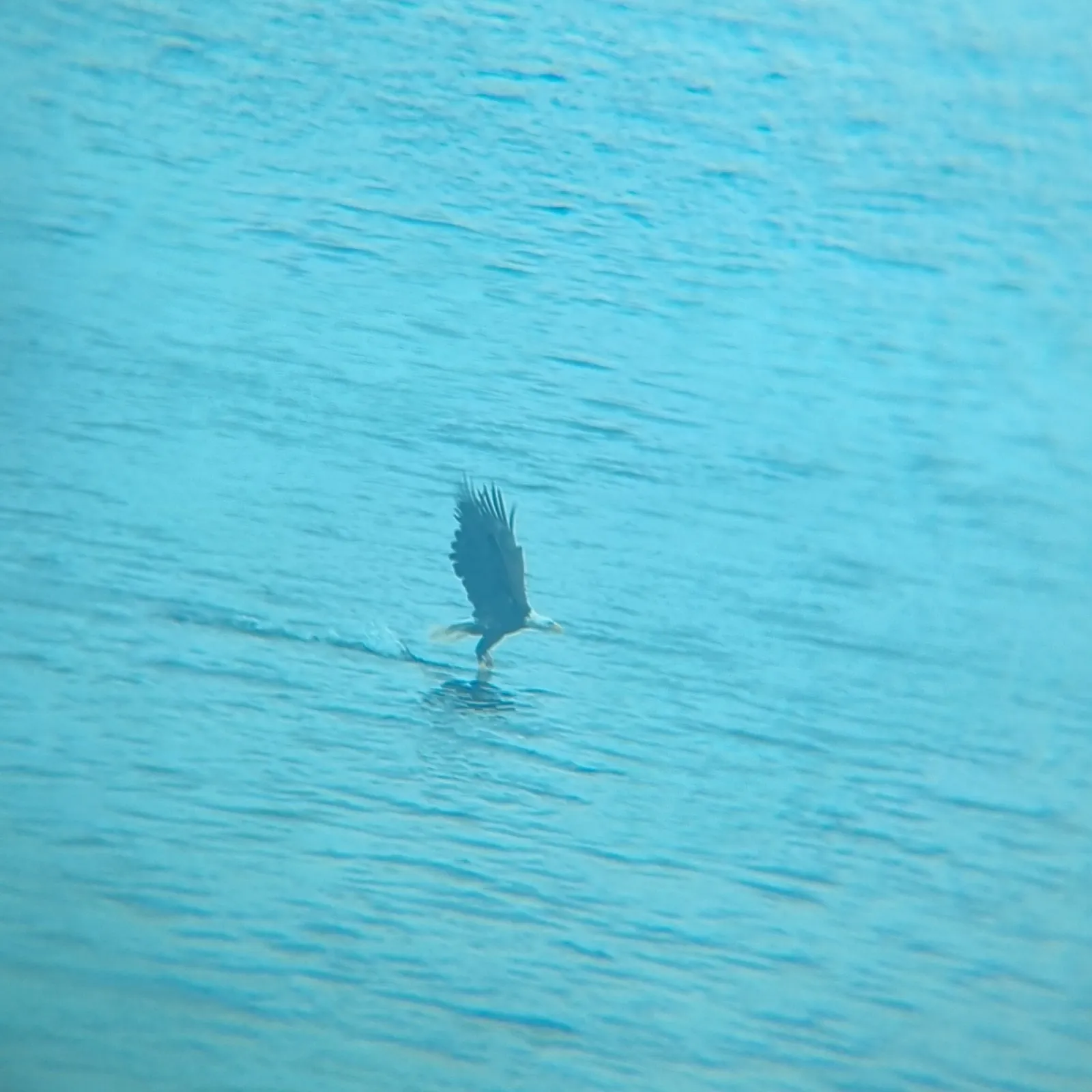 Spotted Bald Eagle