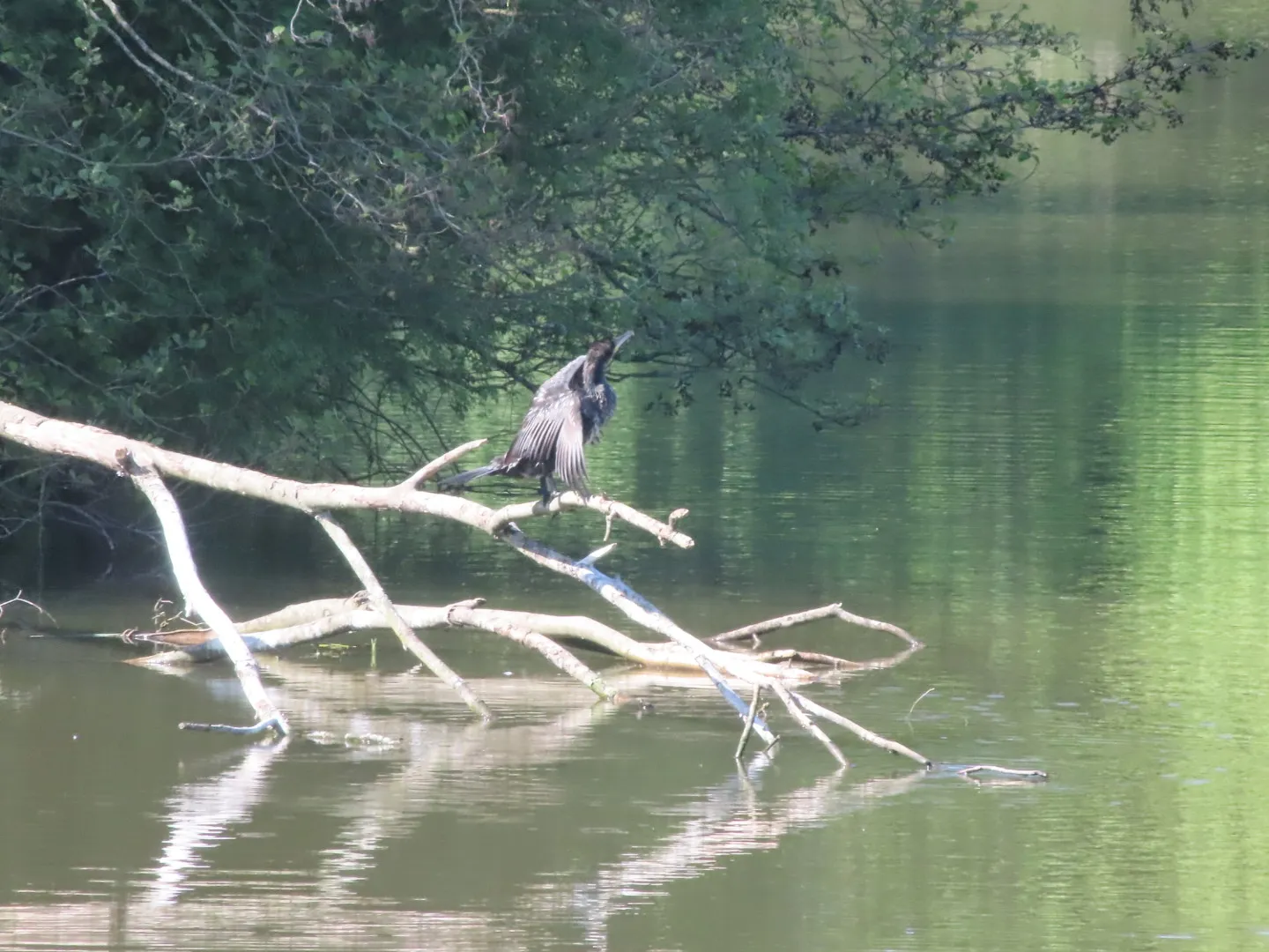 Gespotte Aalscholver