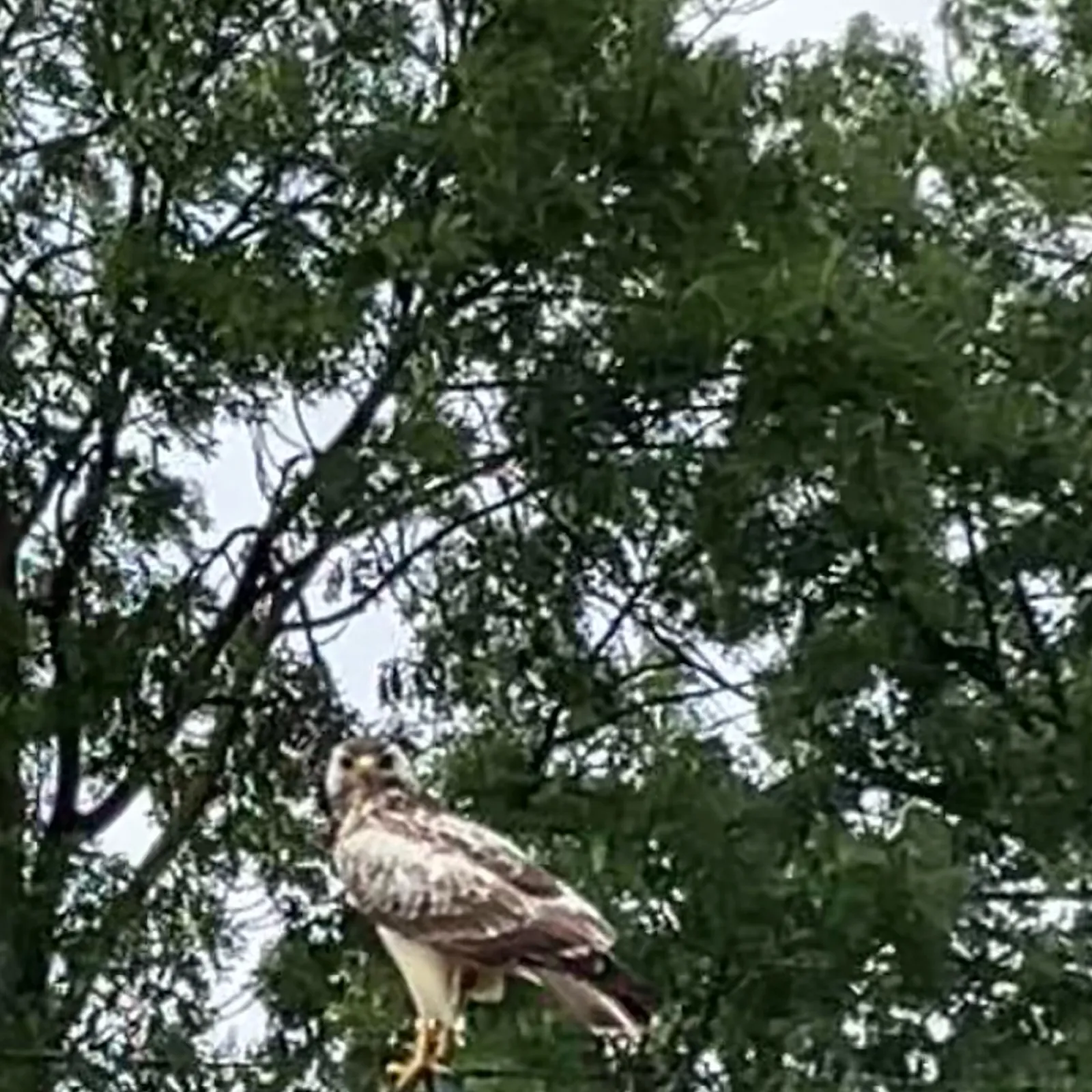 Waargenomen Buizerd