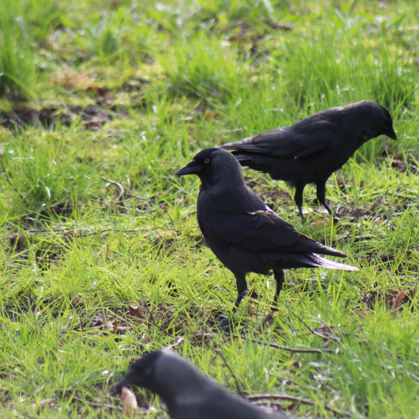 Spotted Eurasian Jackdaw
