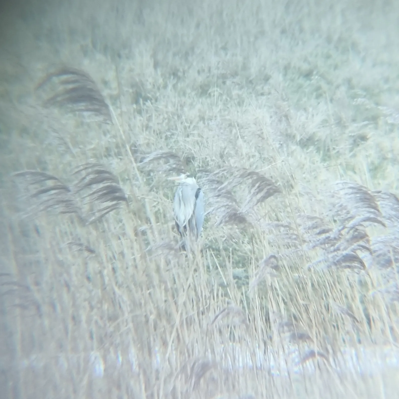 Gespotte Blauwe reiger