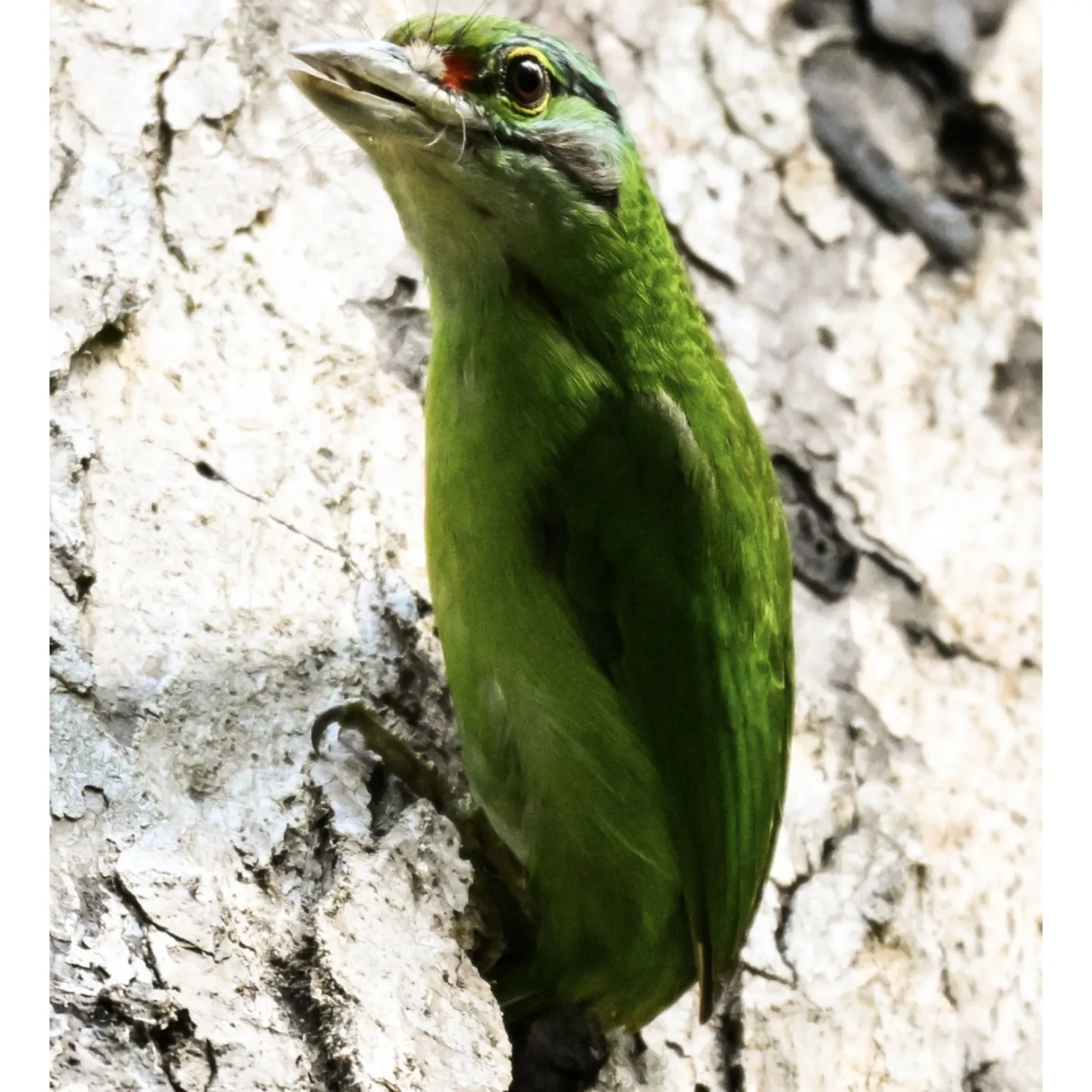 Gespotte Groenkruinbaardvogel