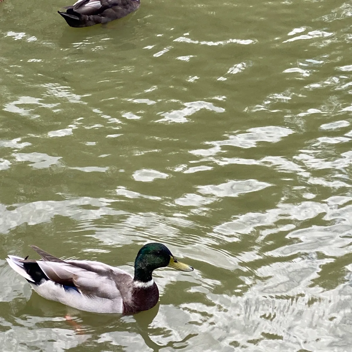 Gespotte Wilde eend