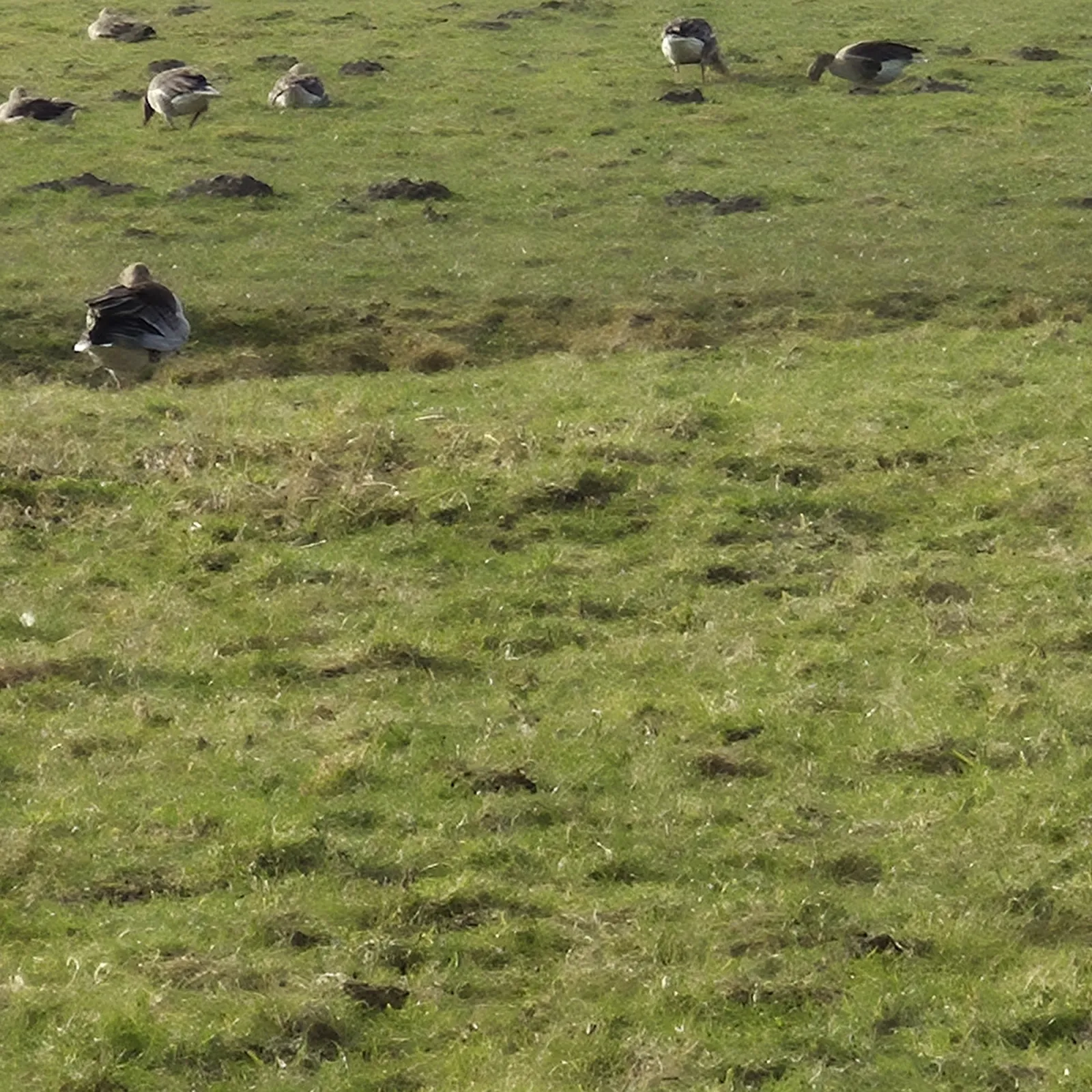 Gespotte Grauwe gans