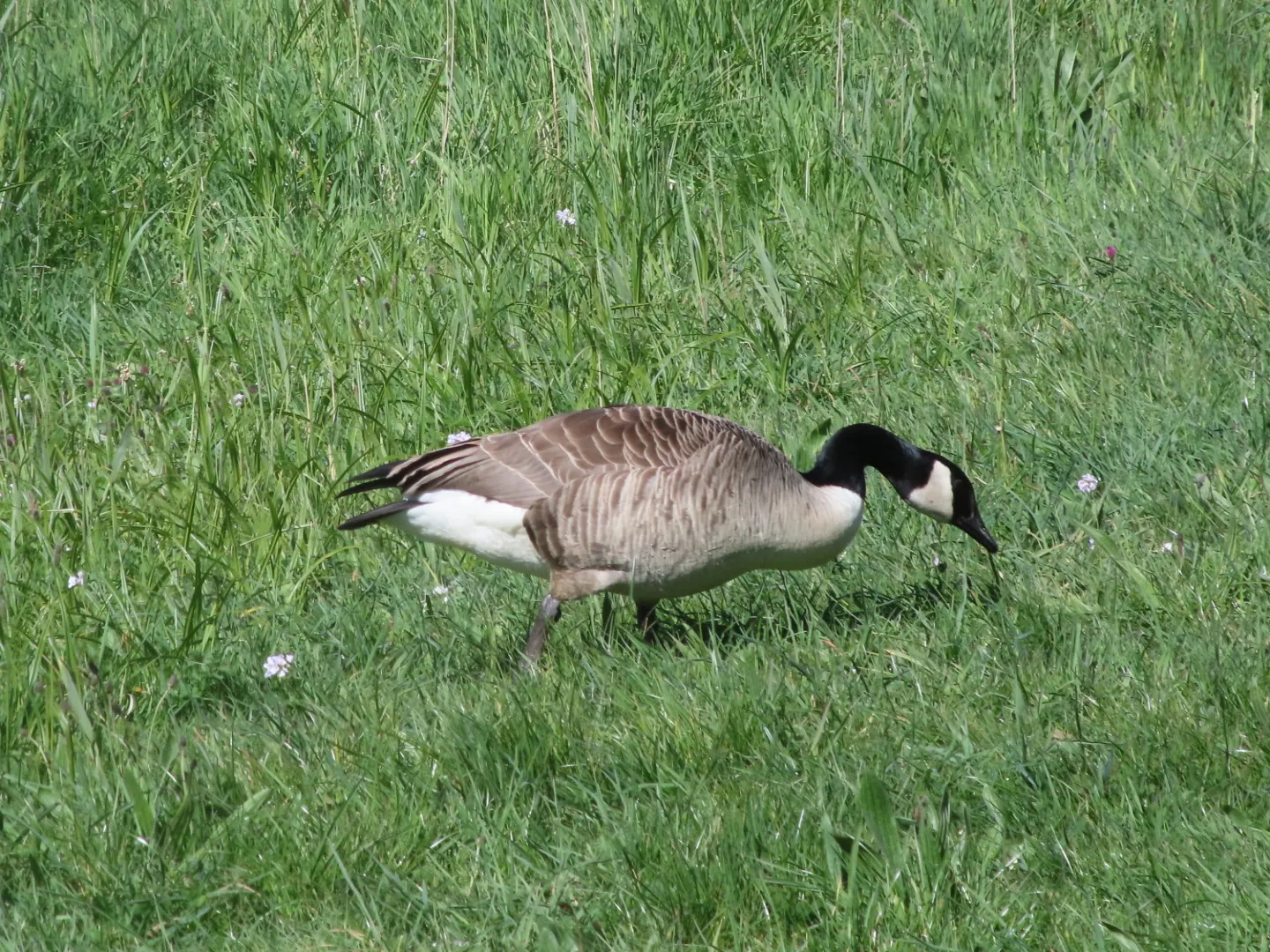 Gespotte Grote Canadese gans