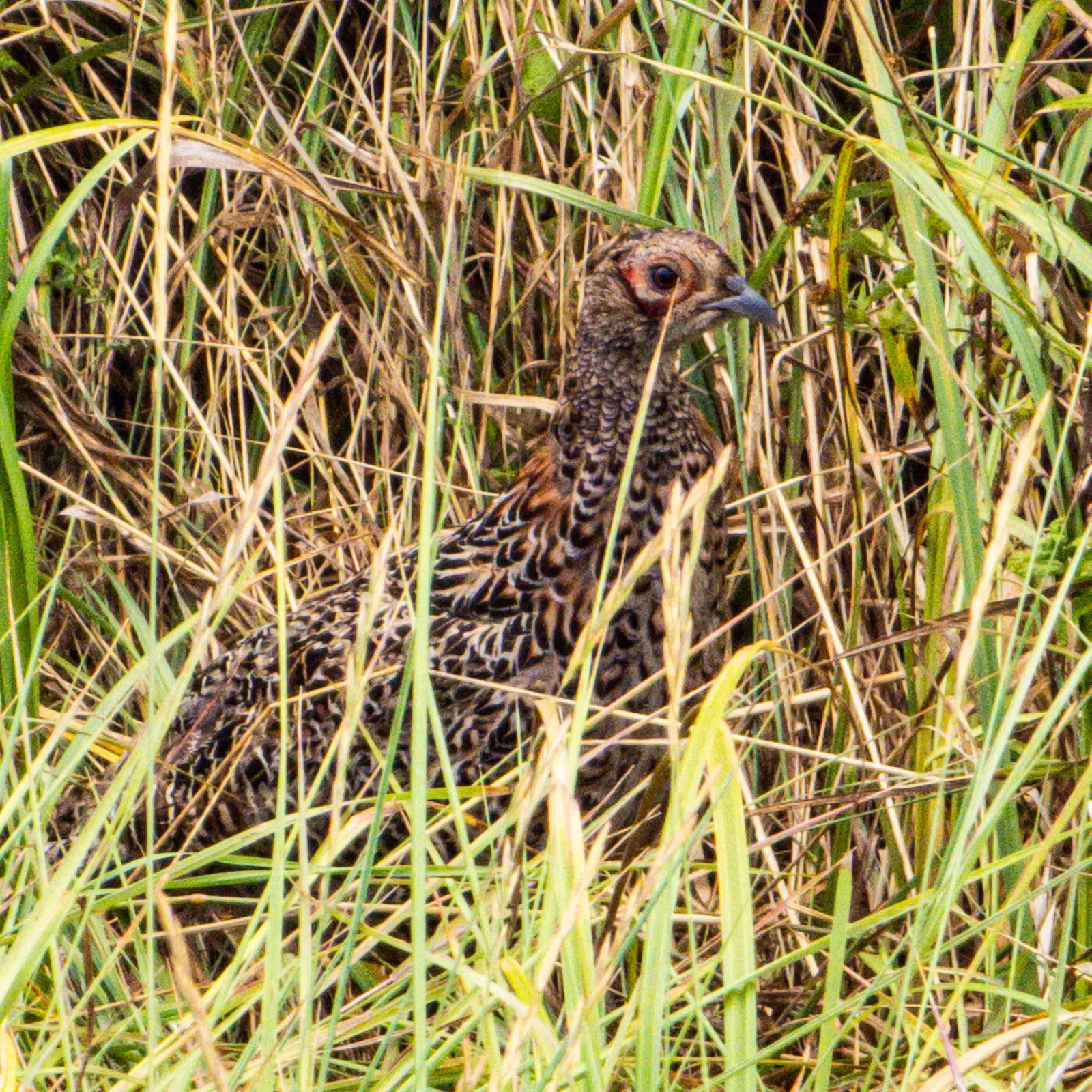 Spotted Ring-necked Pheasant