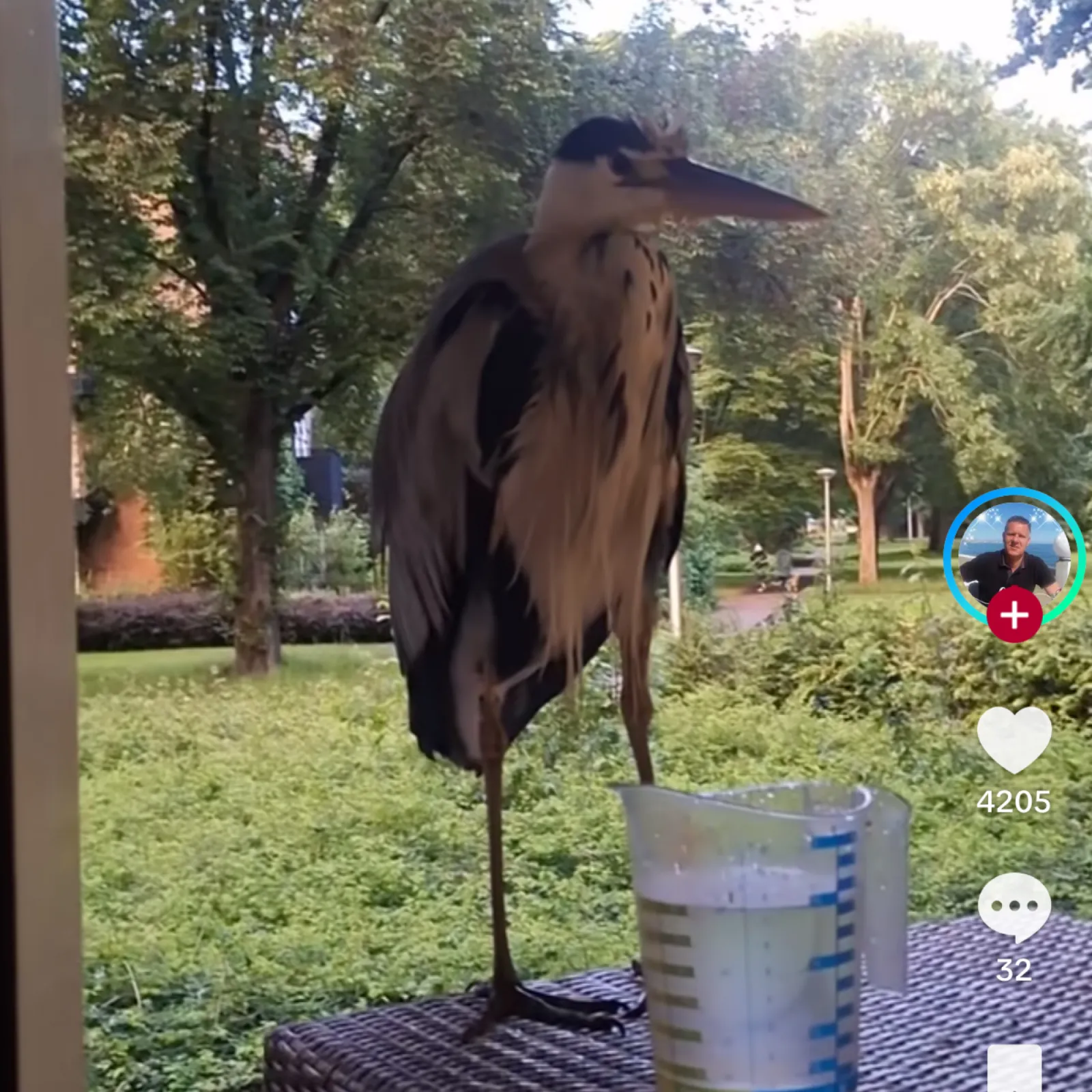 Waargenomen Blauwe reiger