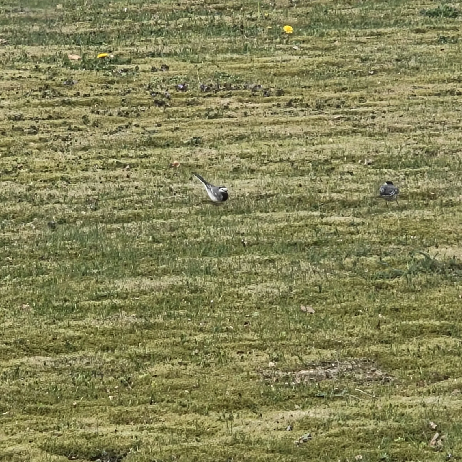 Gespotte Witte kwikstaart