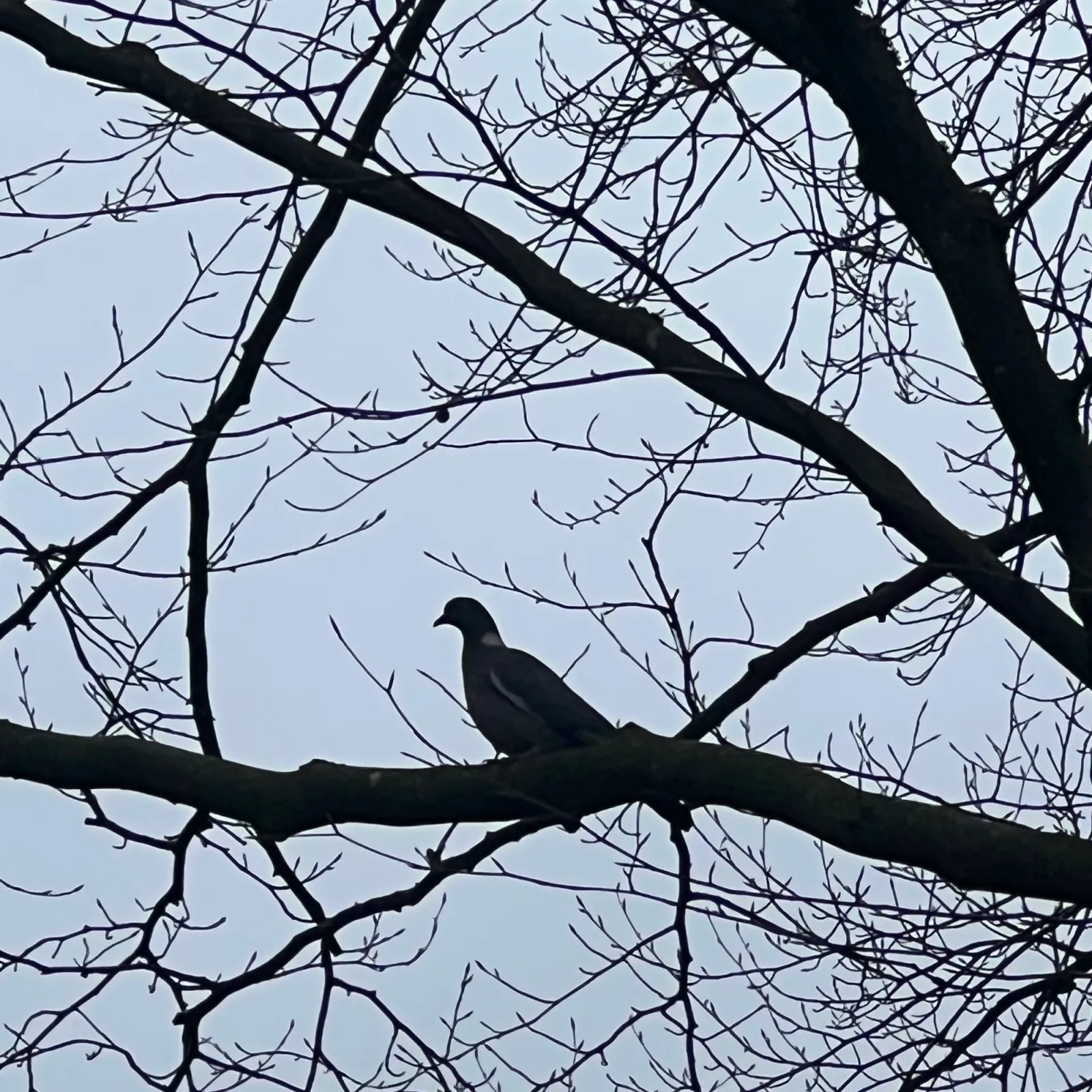 Spotted Common Wood-Pigeon