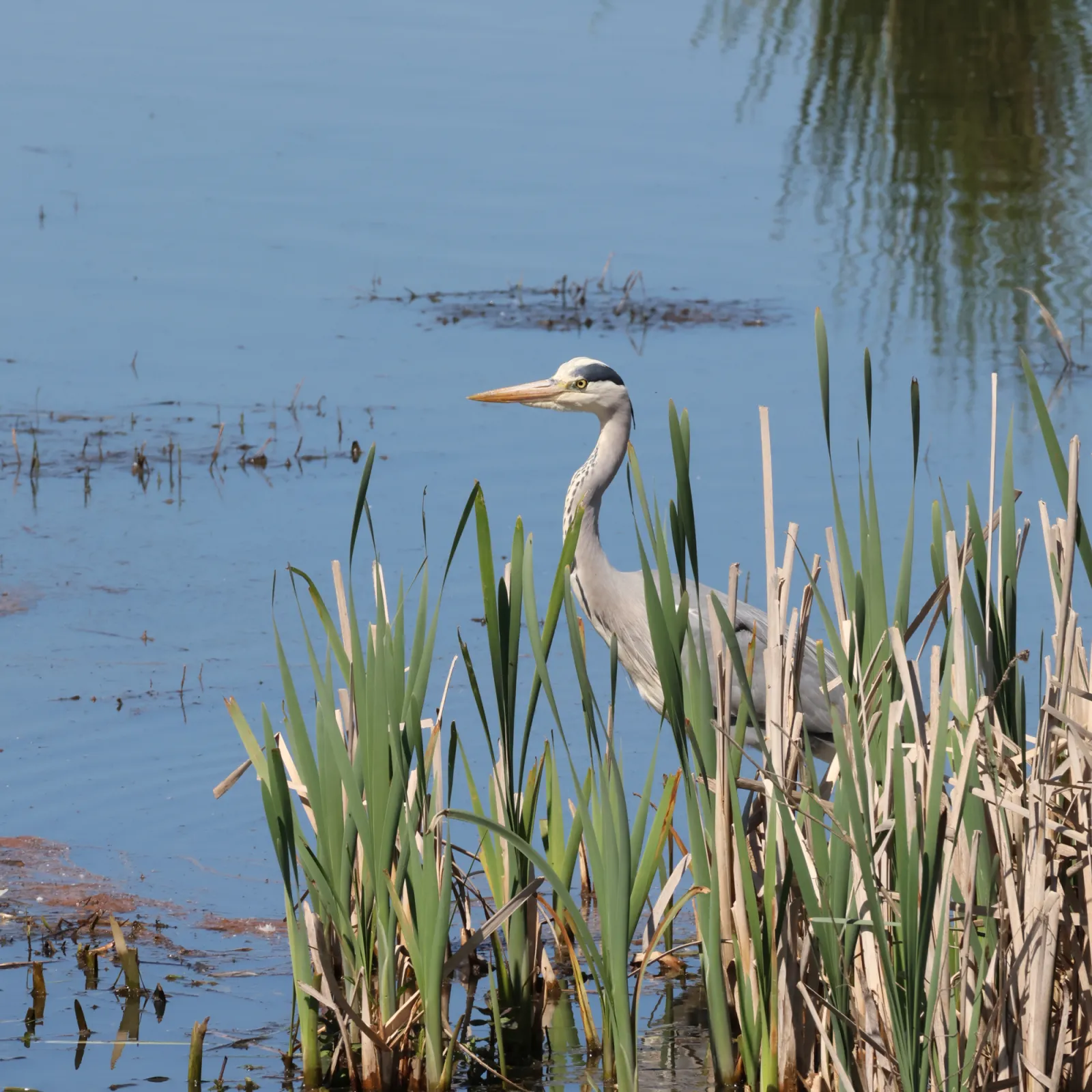 Gespotte Blauwe reiger
