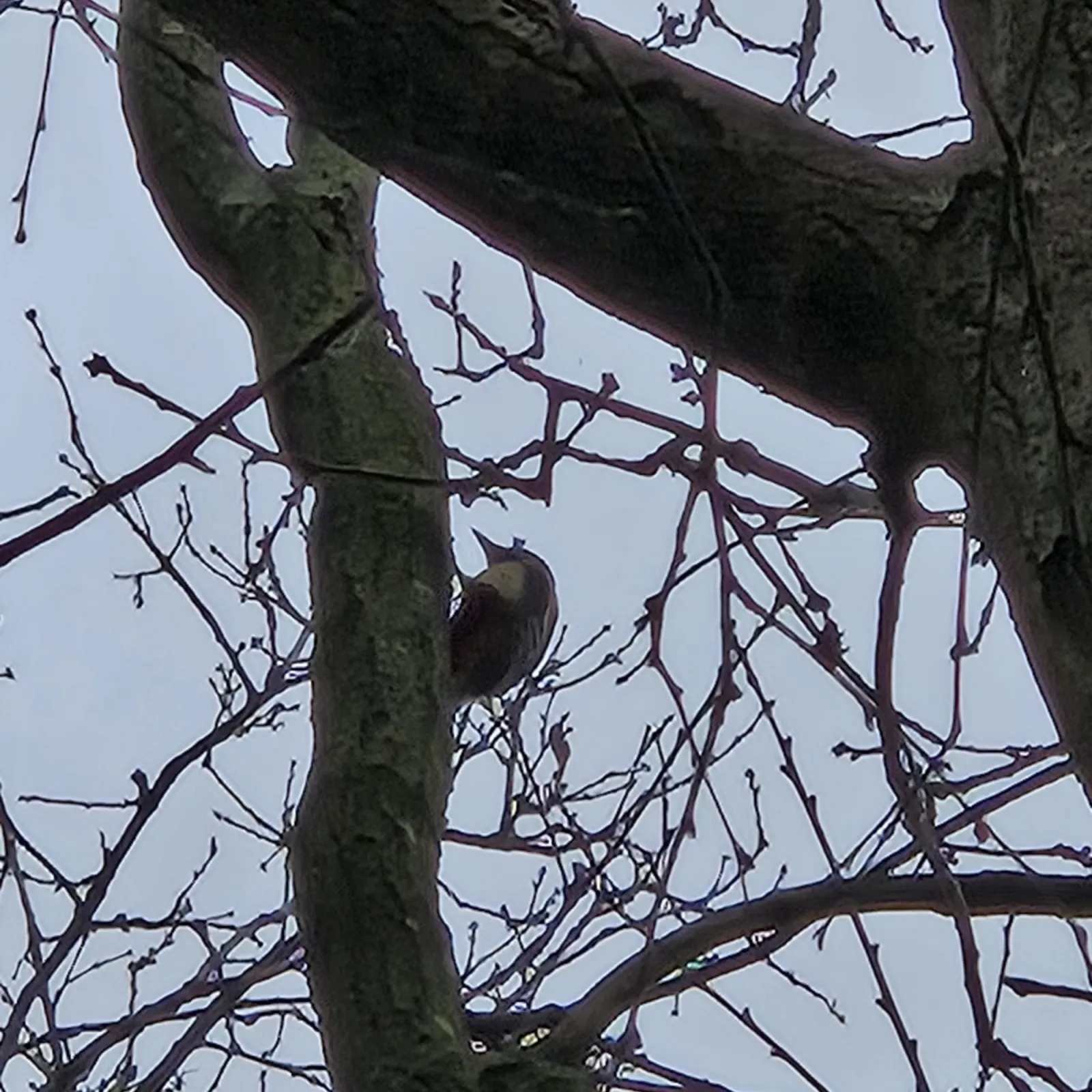 Gespotte Grote bonte specht