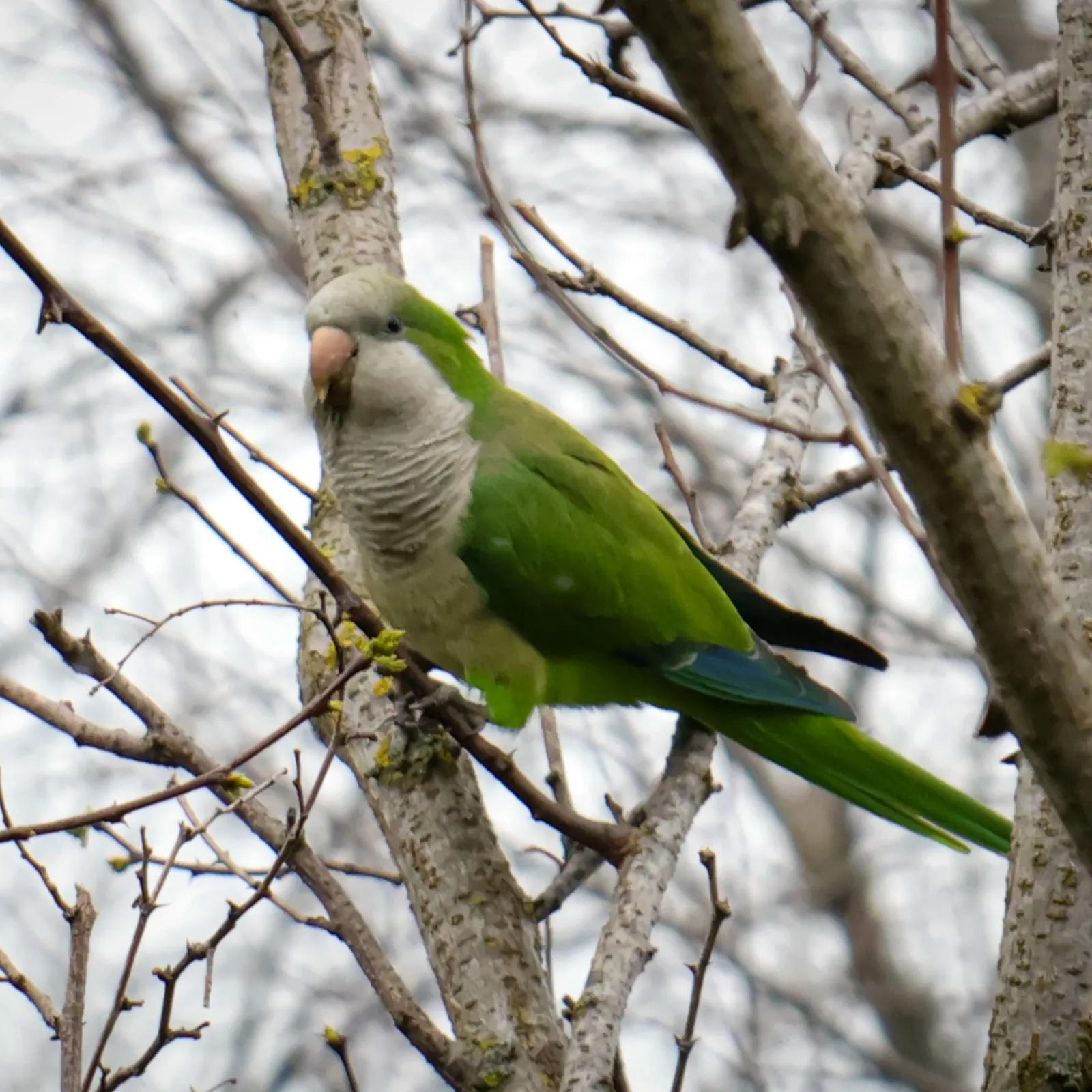Gespotte Monniksparkiet