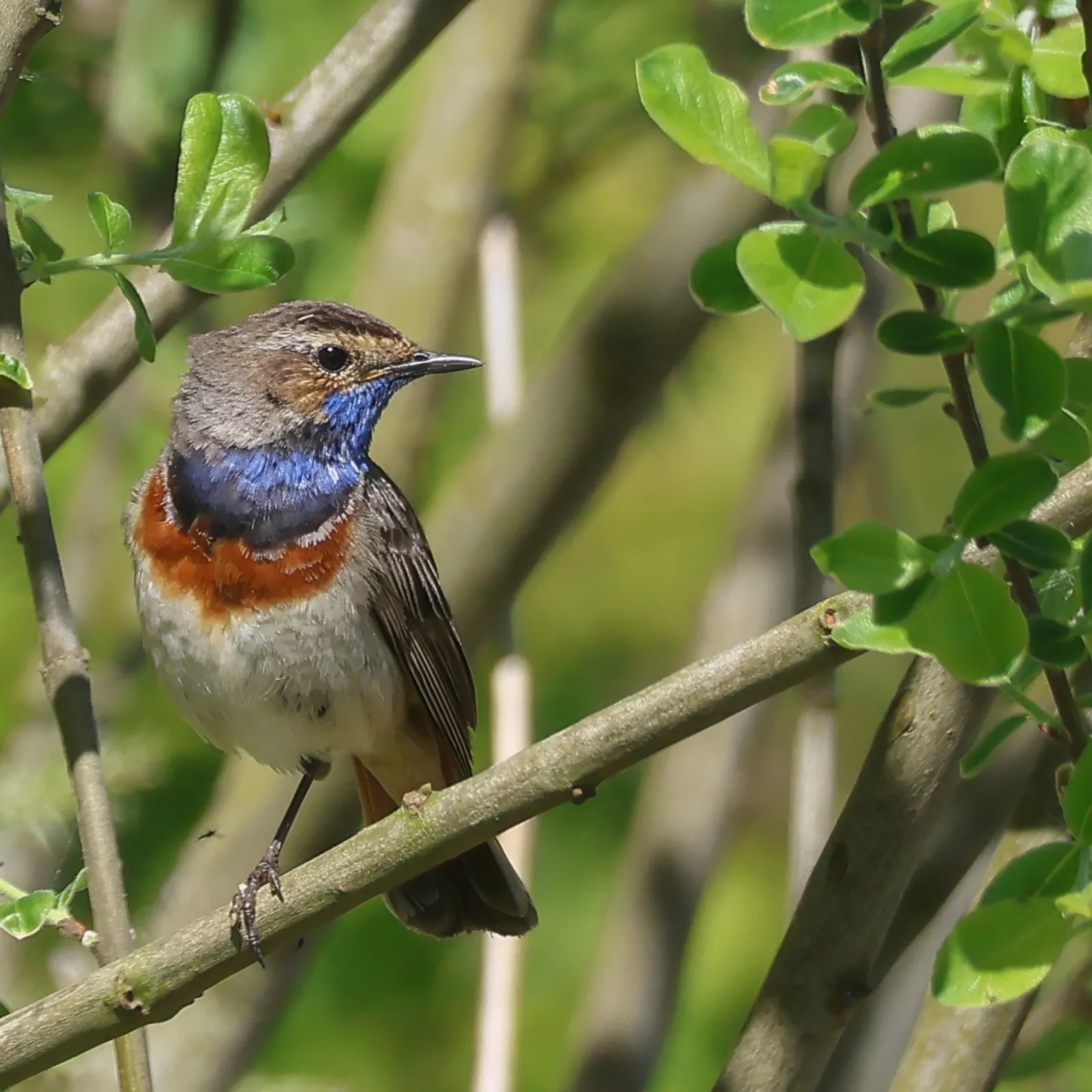 Gespotte Blauwborst