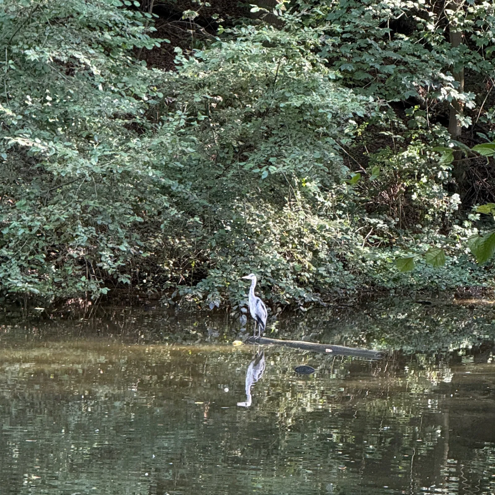Waargenomen Grote zilverreiger