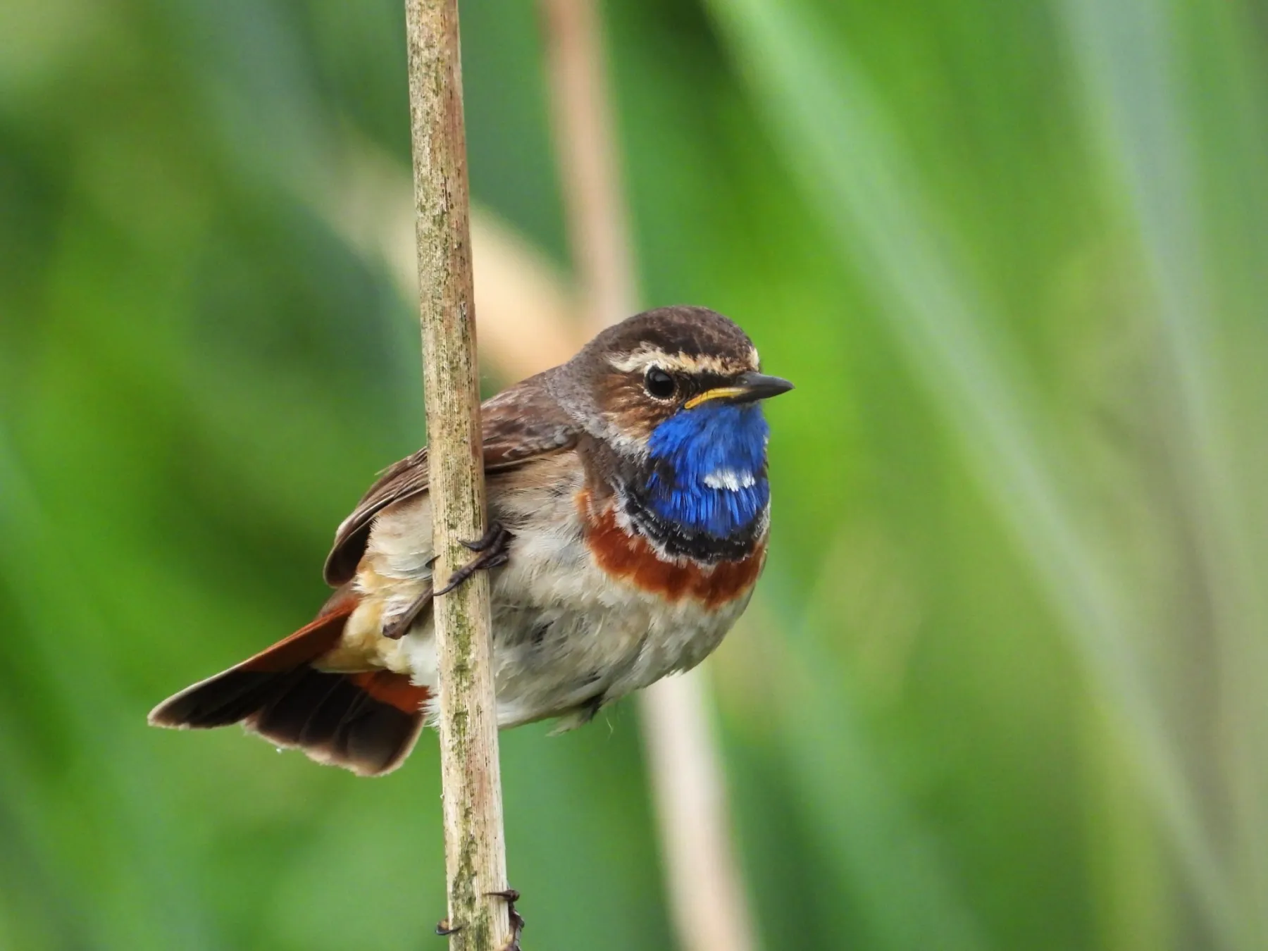 Waargenomen Blauwborst
