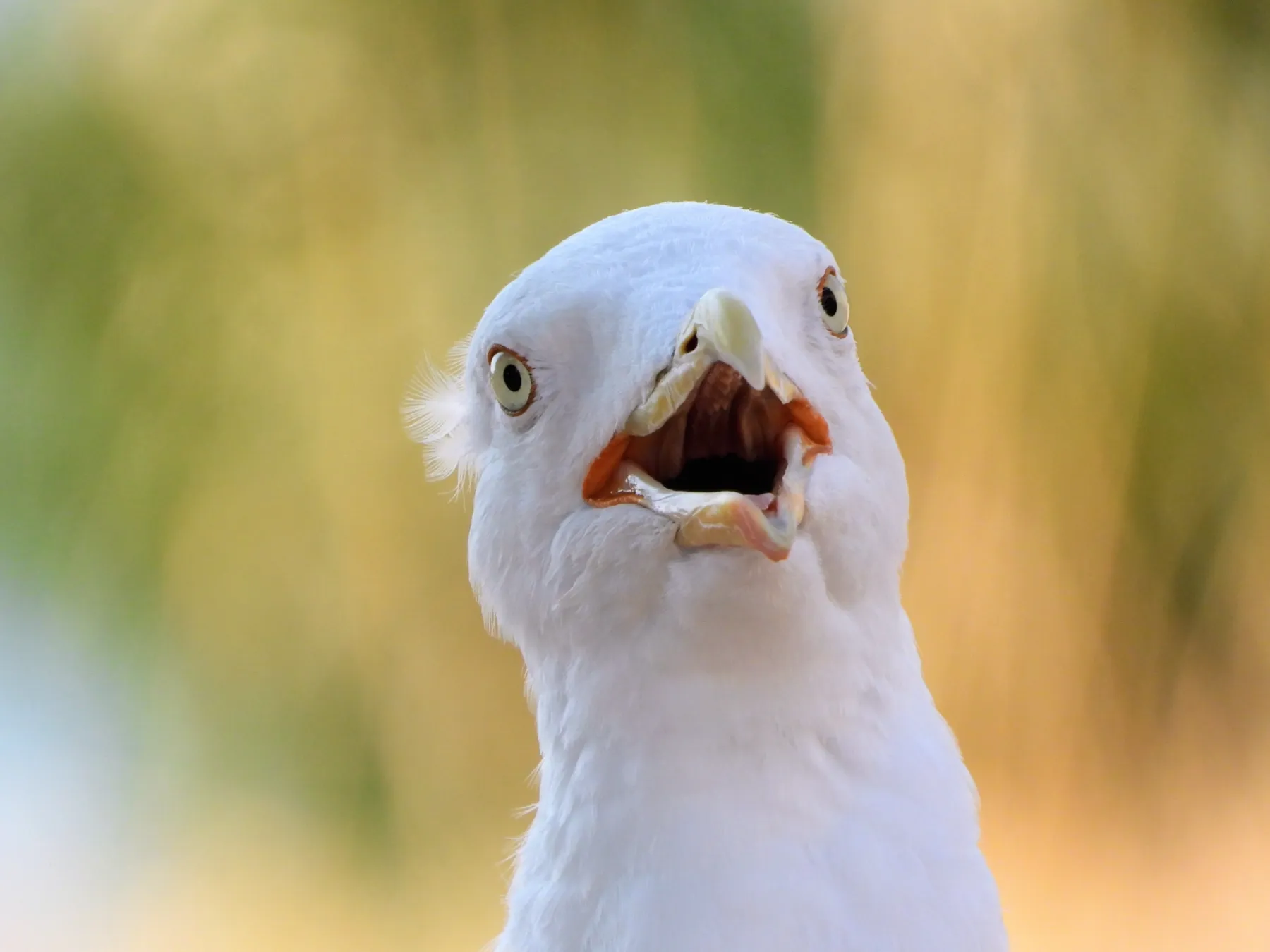 Waargenomen Geelpootmeeuw
