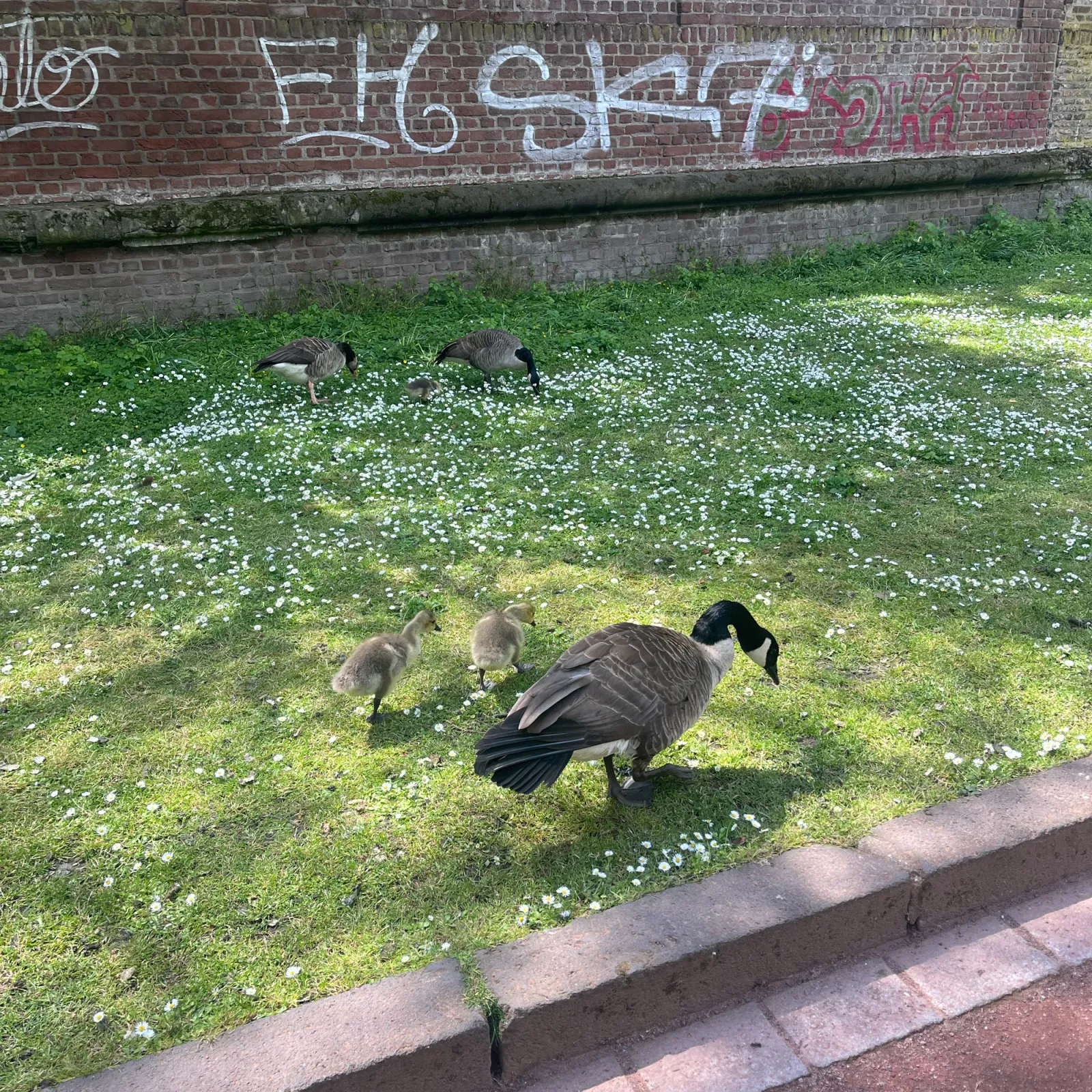 Waargenomen Grote Canadese gans